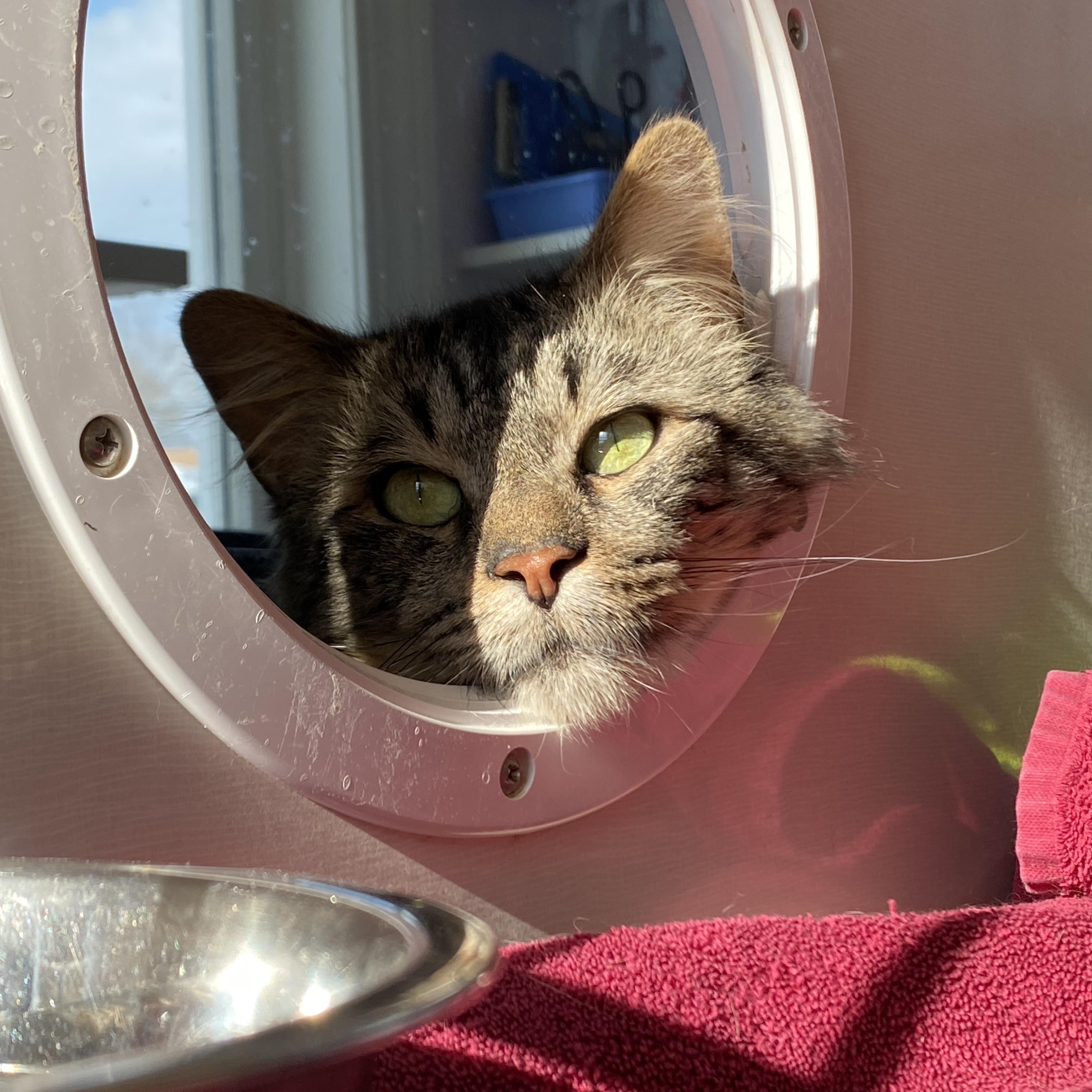 Enlarge Nigel, an adoptable Domestic Medium Hair in Salisbury, MA image 2/6