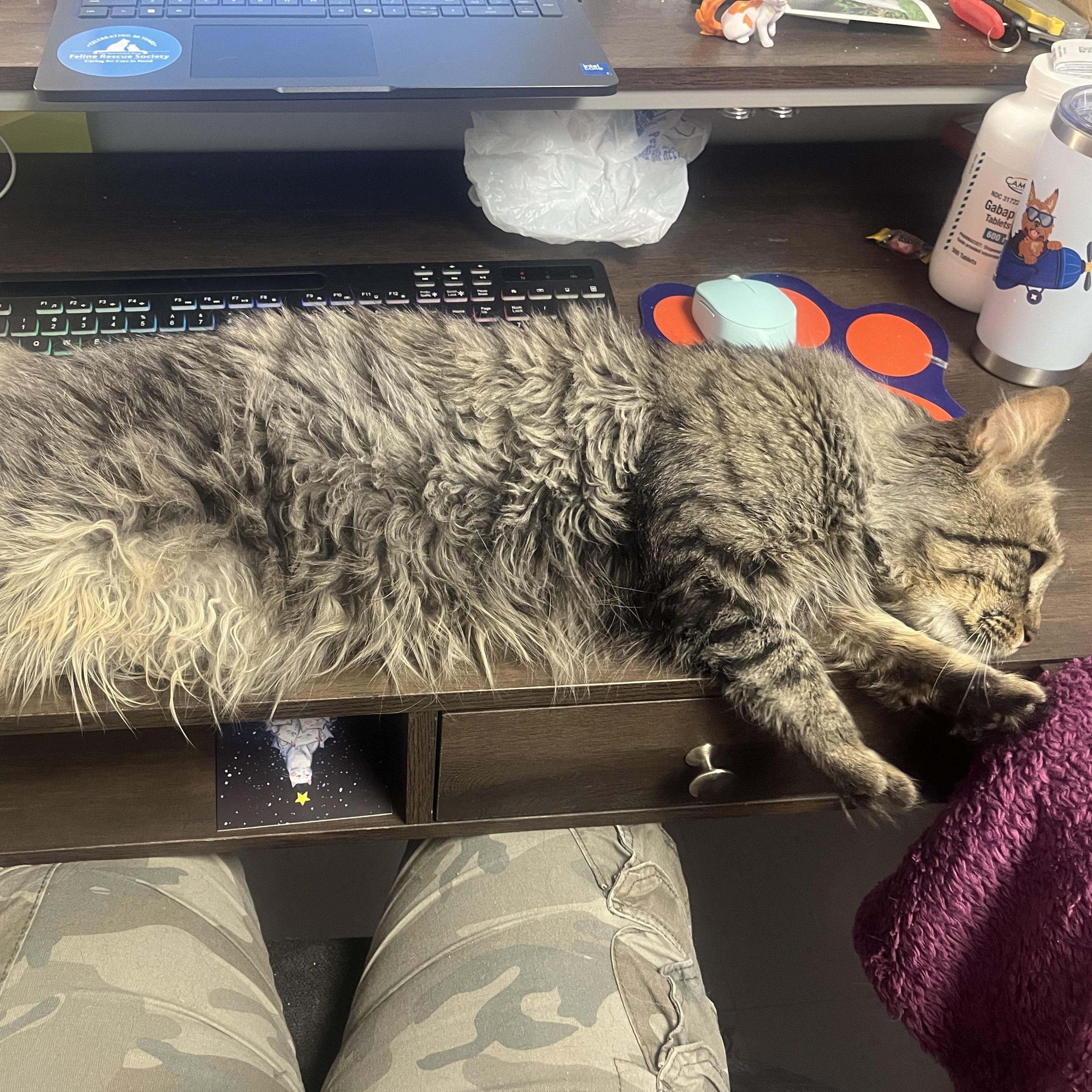 Enlarge Nigel, an adoptable Domestic Medium Hair in Salisbury, MA image 5/6