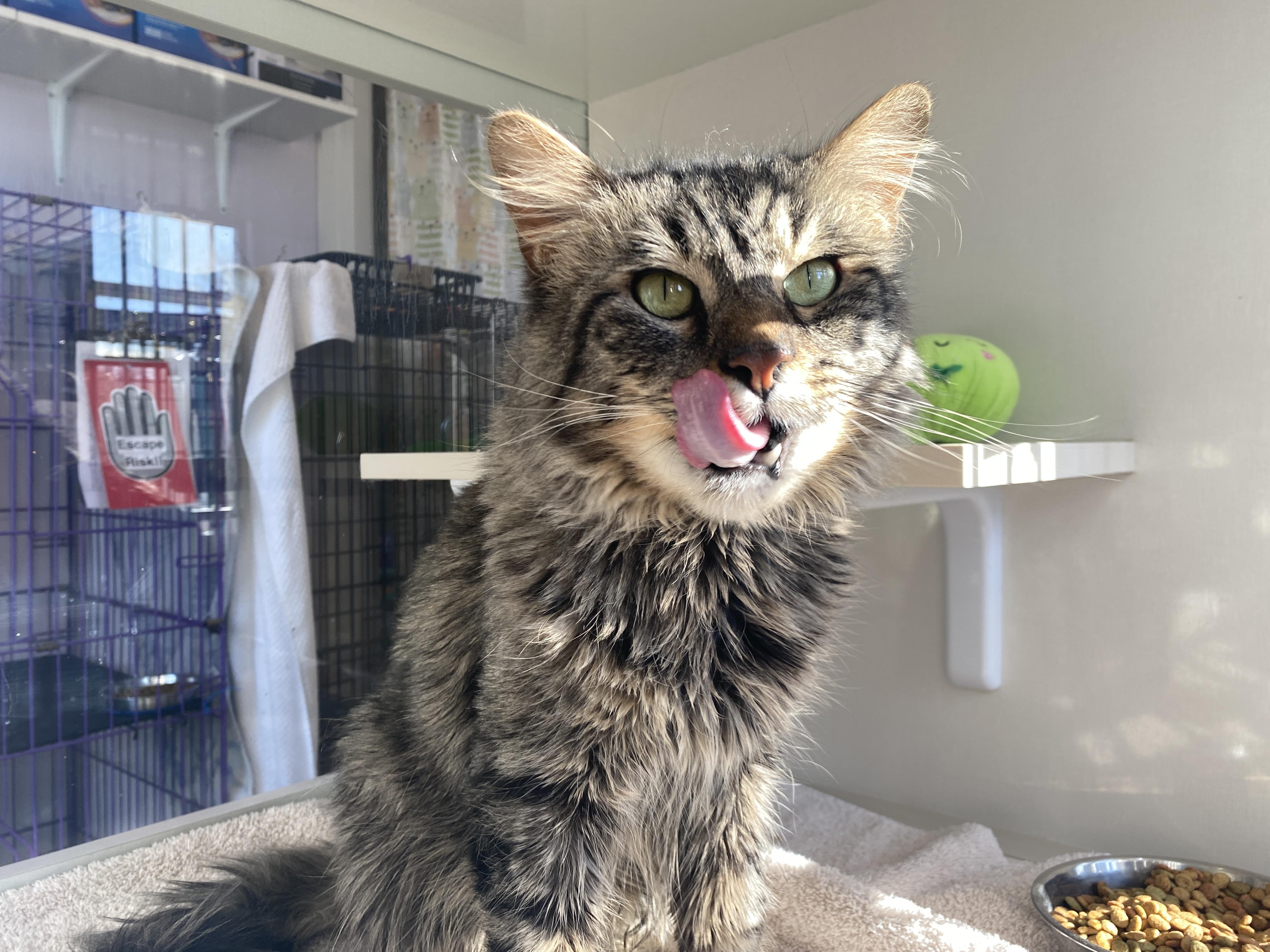 Enlarge Nigel, a ADOPTABLE Domestic Medium Hair in Salisbury, MA image 4/6