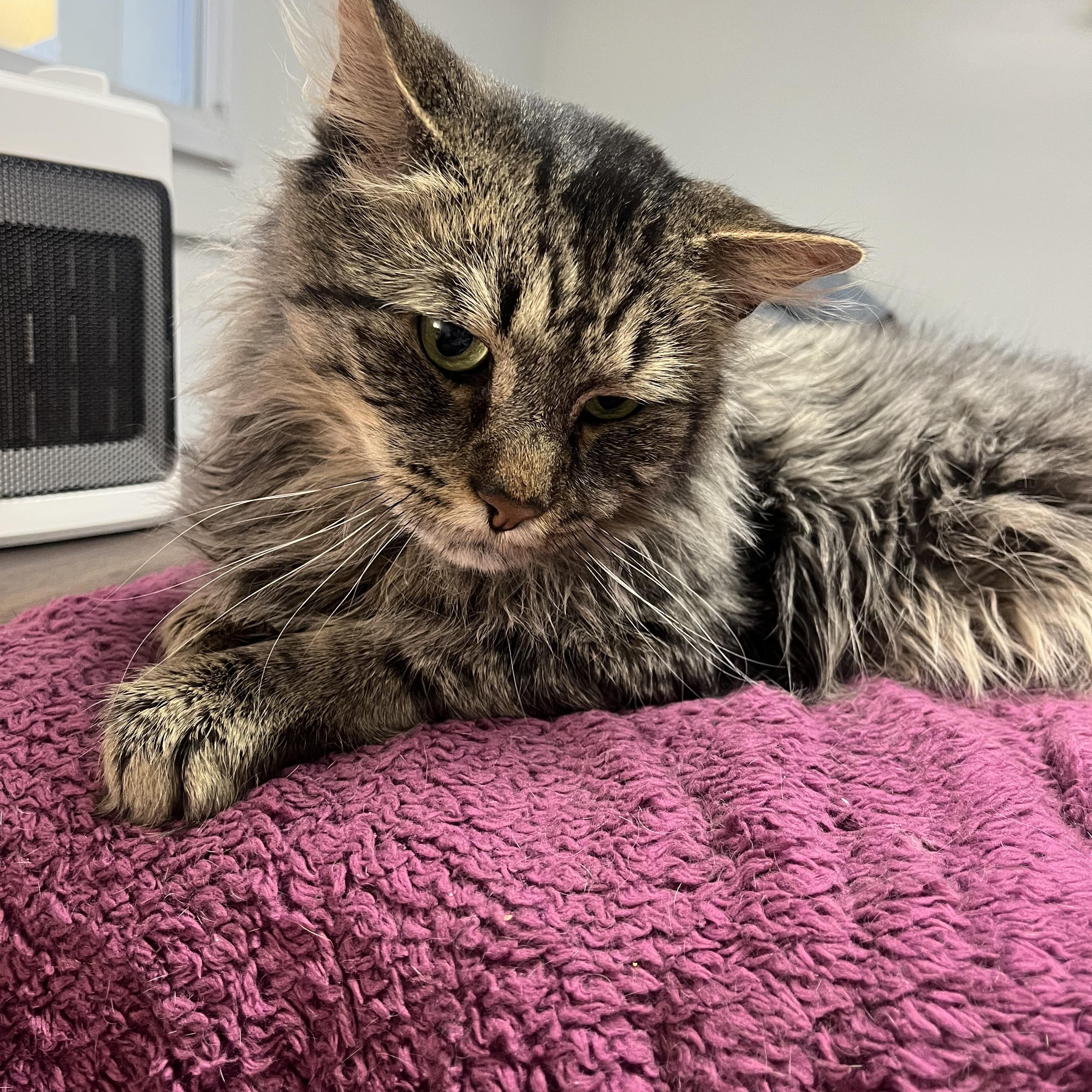 Enlarge Nigel, an adoptable Domestic Medium Hair in Salisbury, MA image 3/6