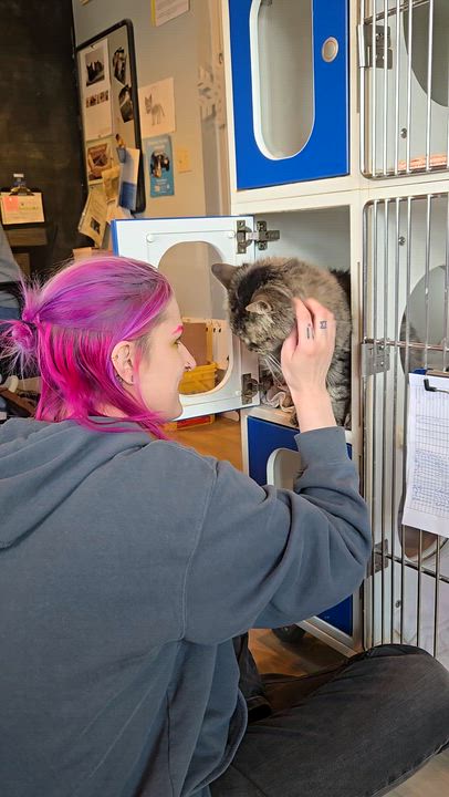 Enlarge Nigel, an adoptable Domestic Medium Hair in Salisbury, MA video 6/6