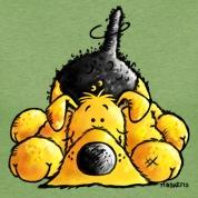 Enlarge Fosters Needed To Save Lives, a Adoptable mixed breed in Radford, VA image 1/1