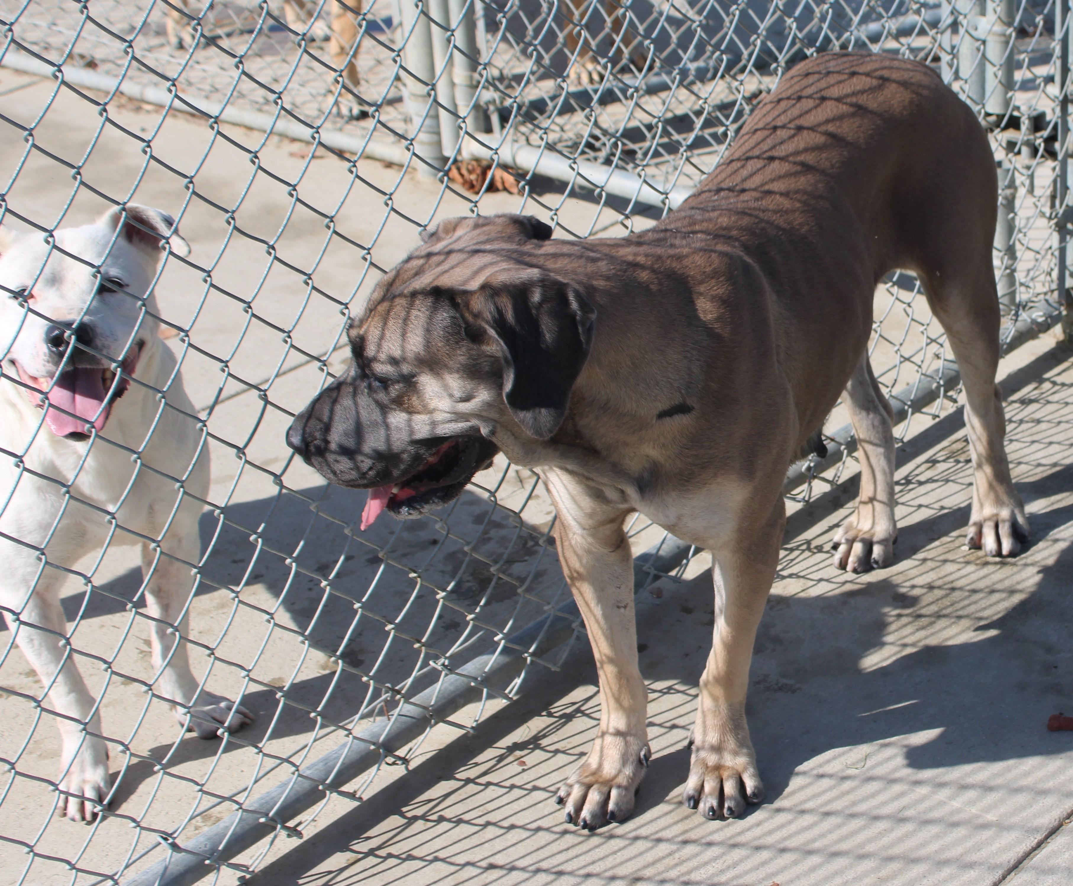 Enlarge Avalon, a ADOPTABLE mixed breed in Wasco, CA image 5/6