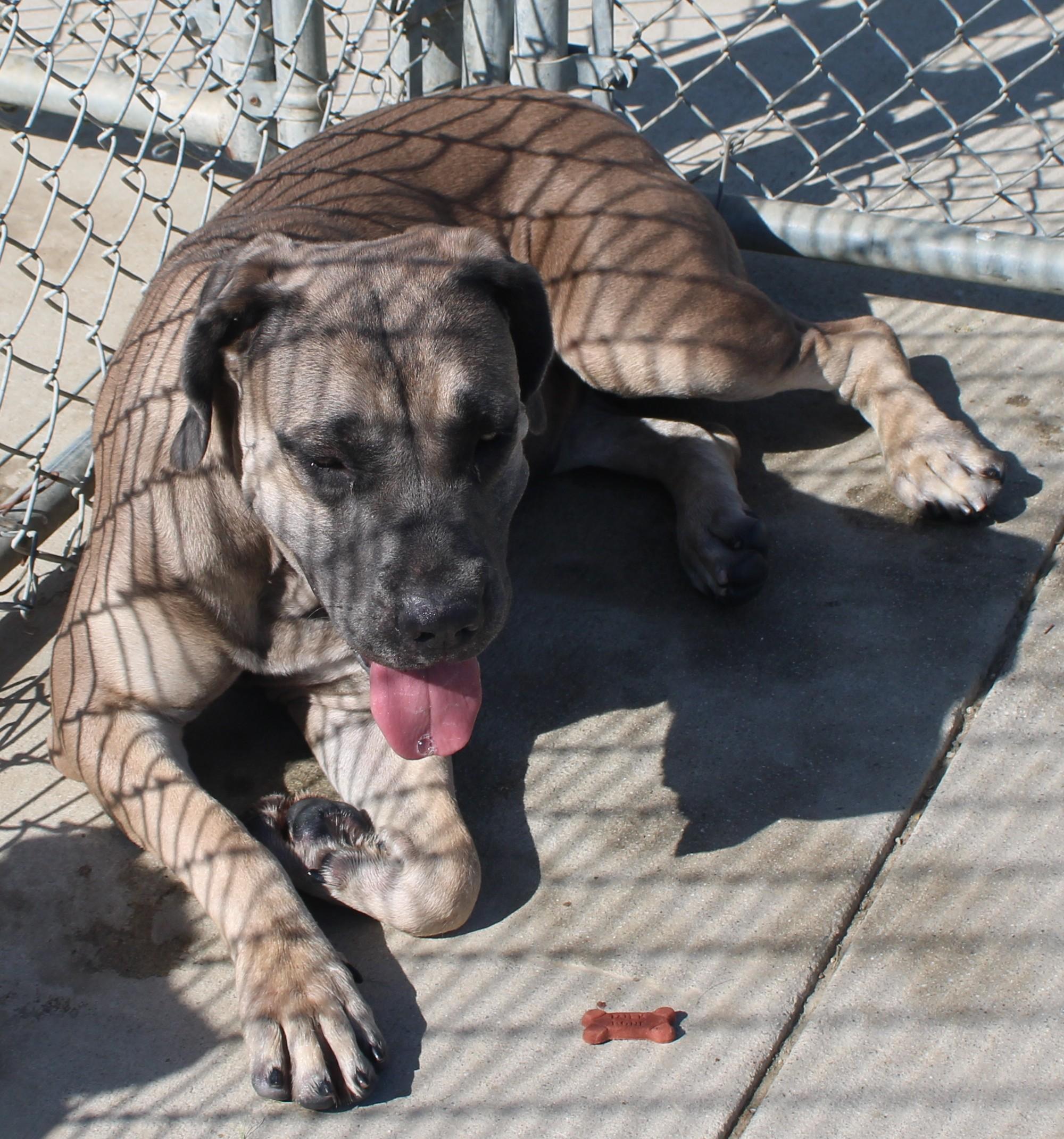 Enlarge Avalon, a ADOPTABLE mixed breed in Wasco, CA image 4/6