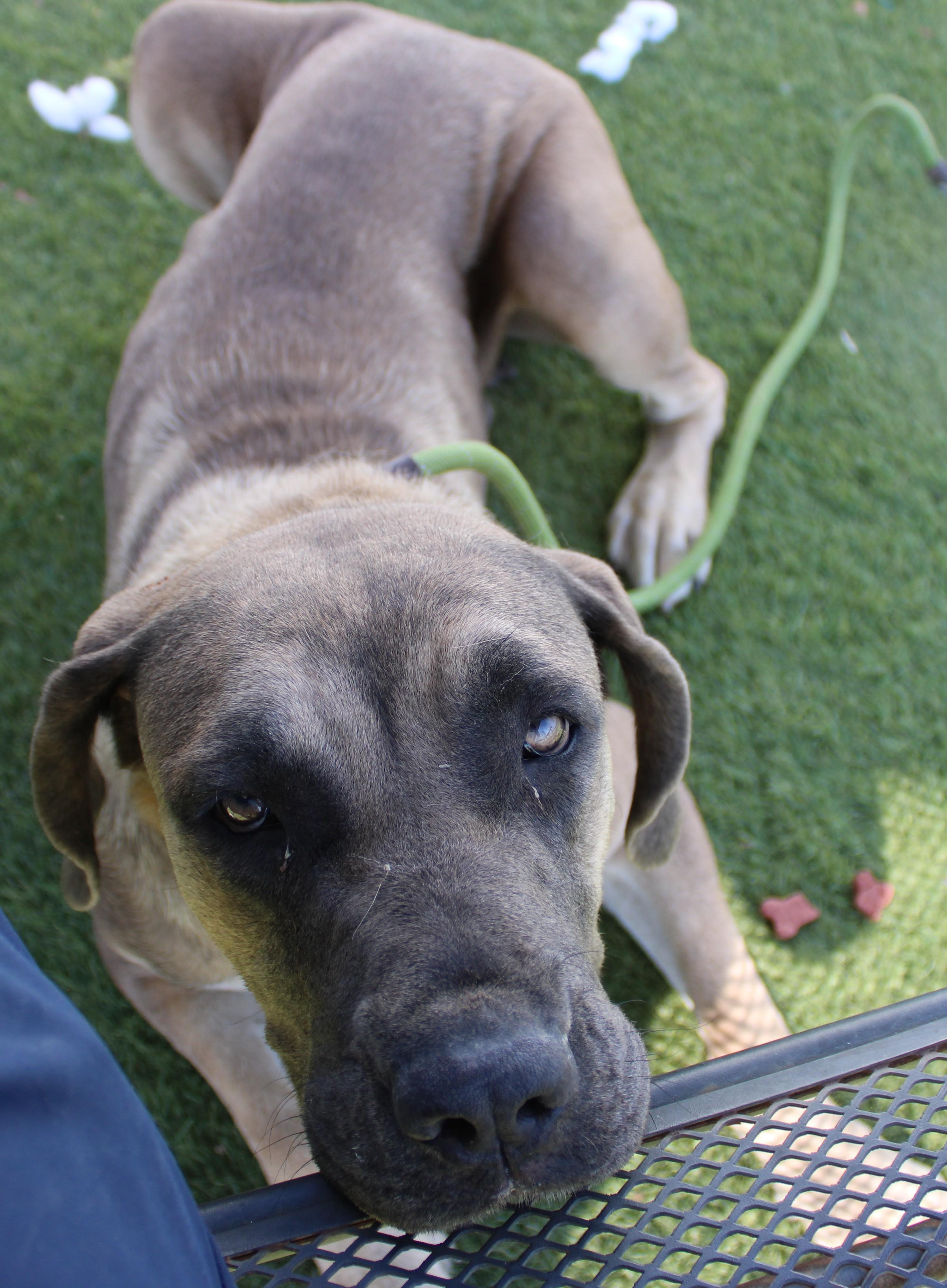 Enlarge Avalon, a ADOPTABLE mixed breed in Wasco, CA image 1/5