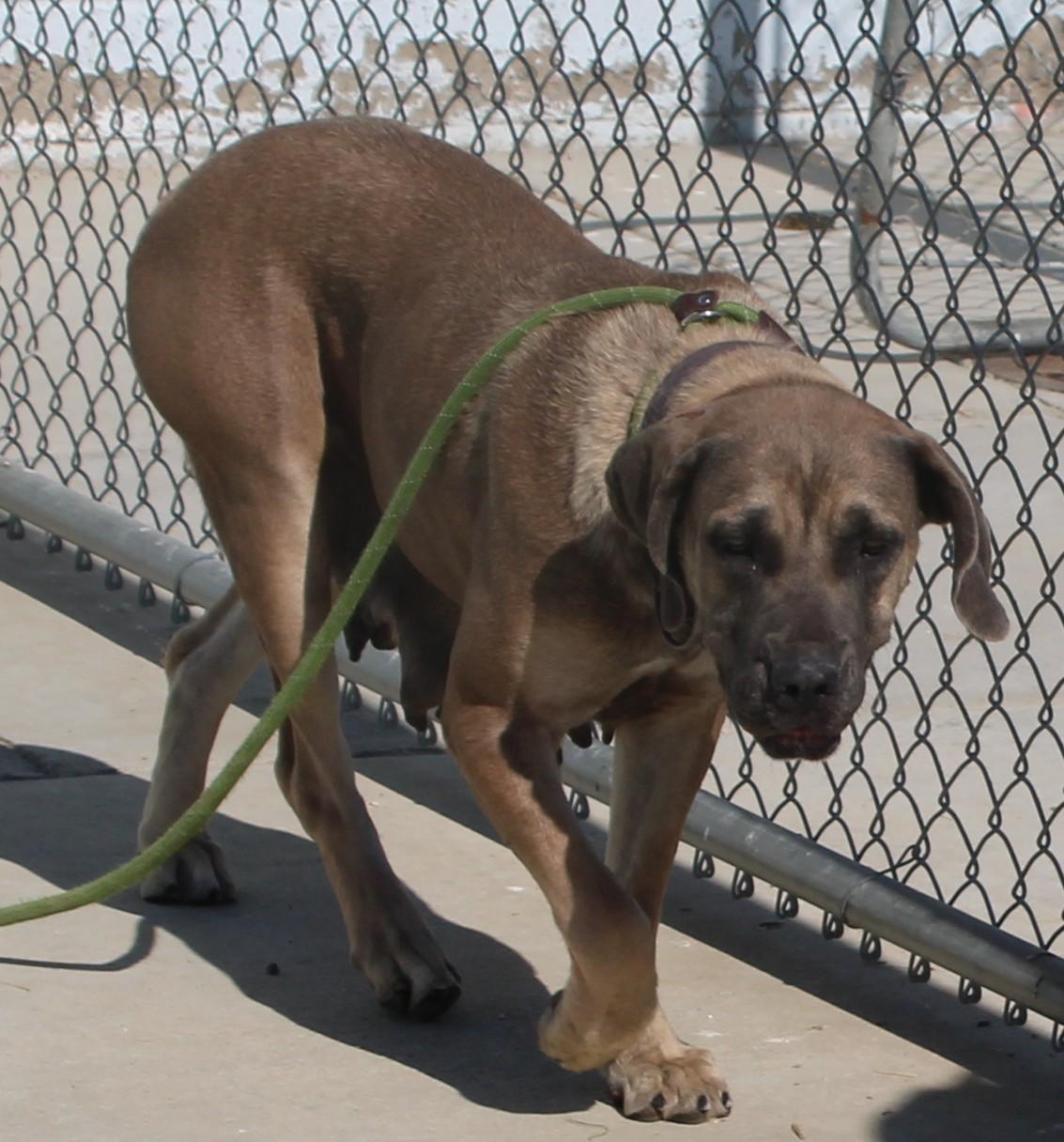 Enlarge Avalon, a ADOPTABLE mixed breed in Wasco, CA image 3/5