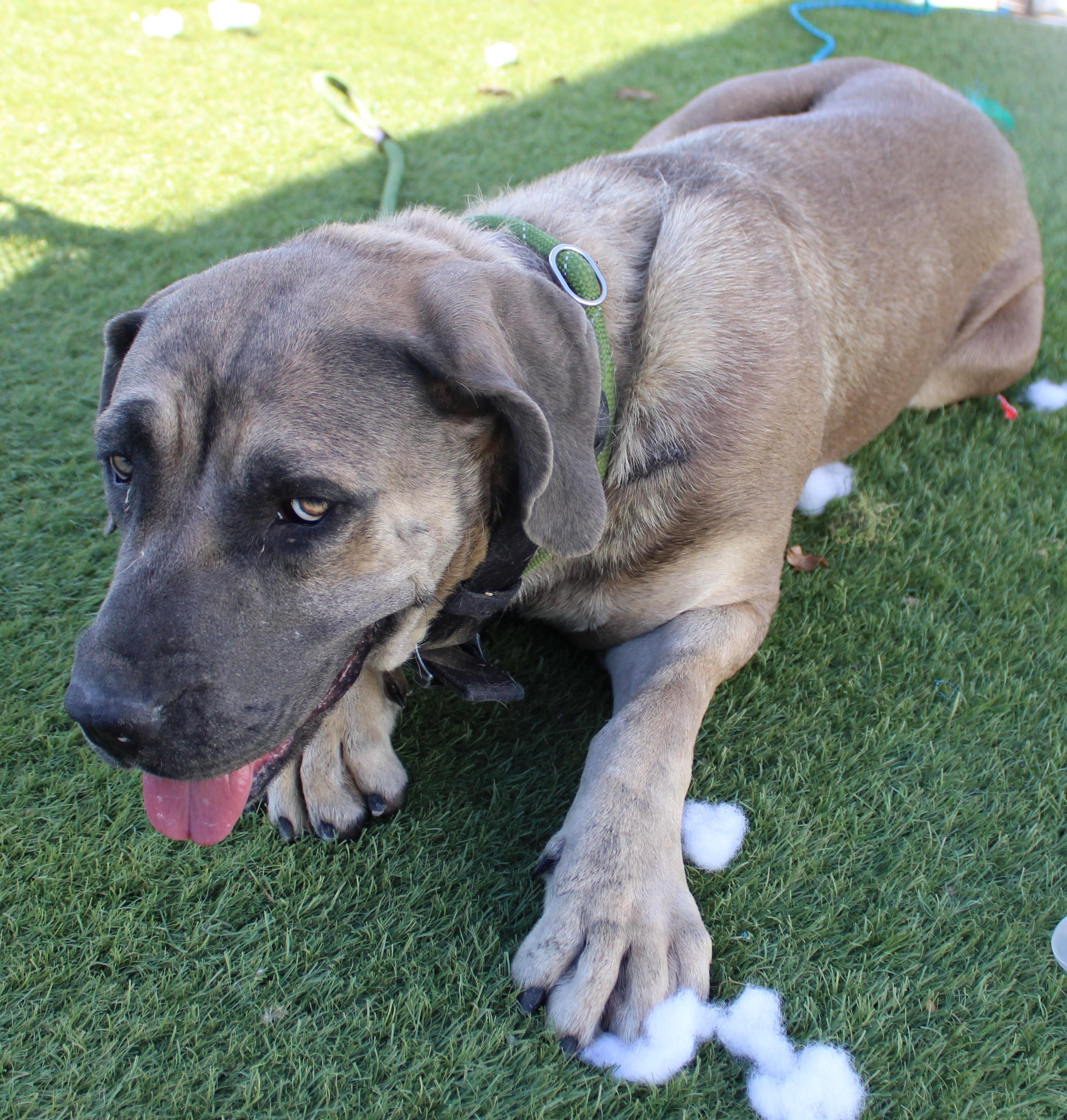Enlarge Avalon, a ADOPTABLE mixed breed in Wasco, CA image 4/5