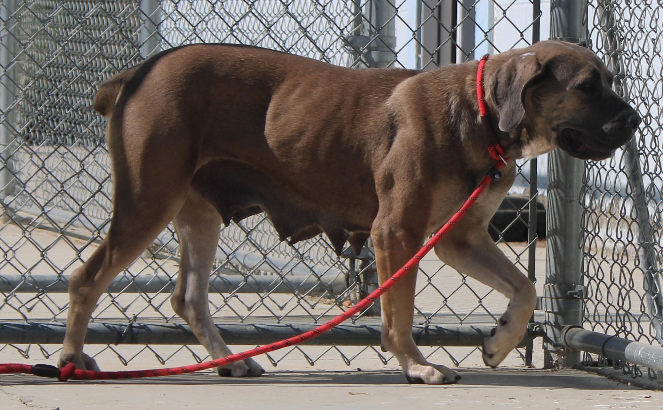 Avalon, a ADOPTABLE mixed breed in Wasco, CA image 4/6