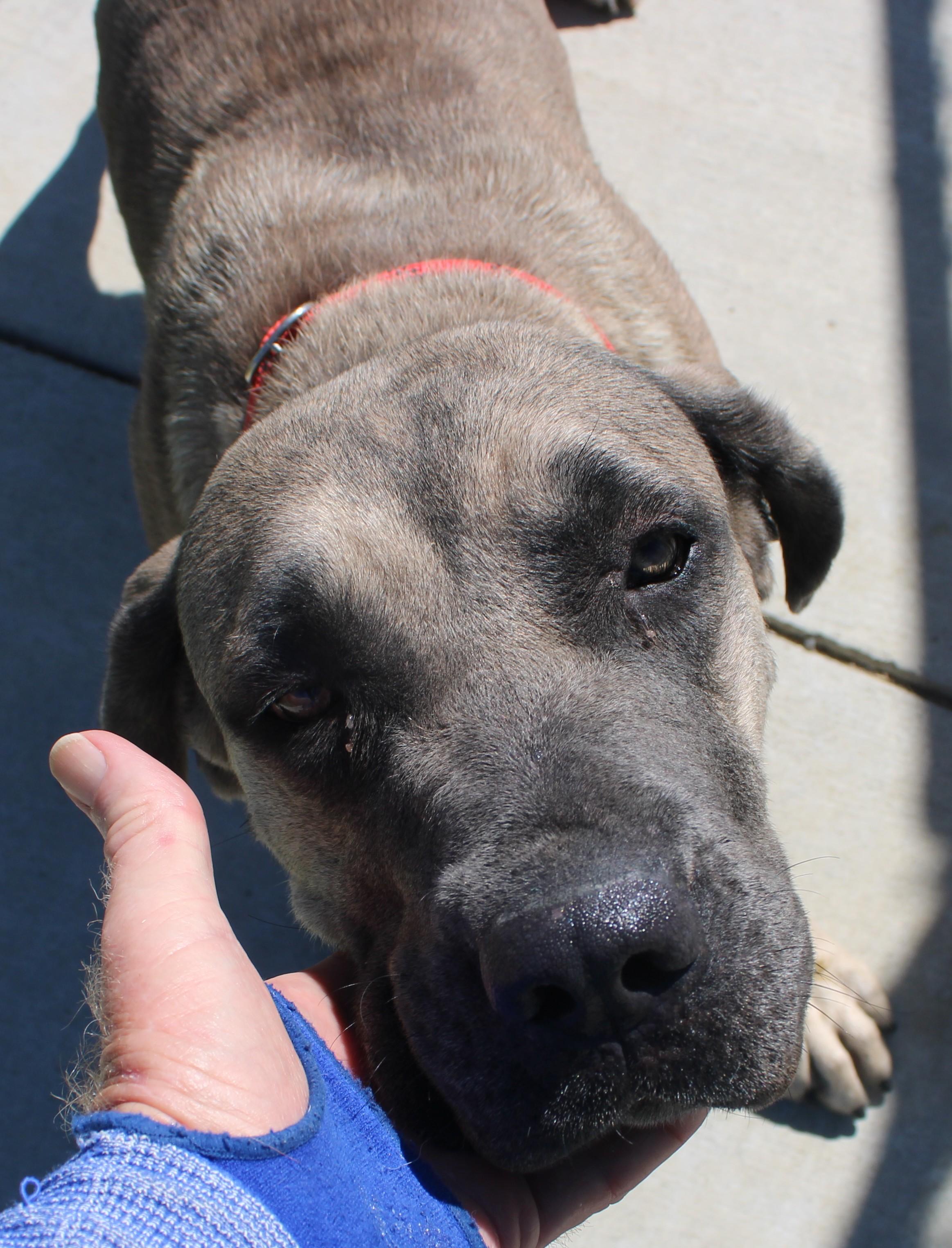 Avalon, a ADOPTABLE mixed breed in Wasco, CA image 2/6
