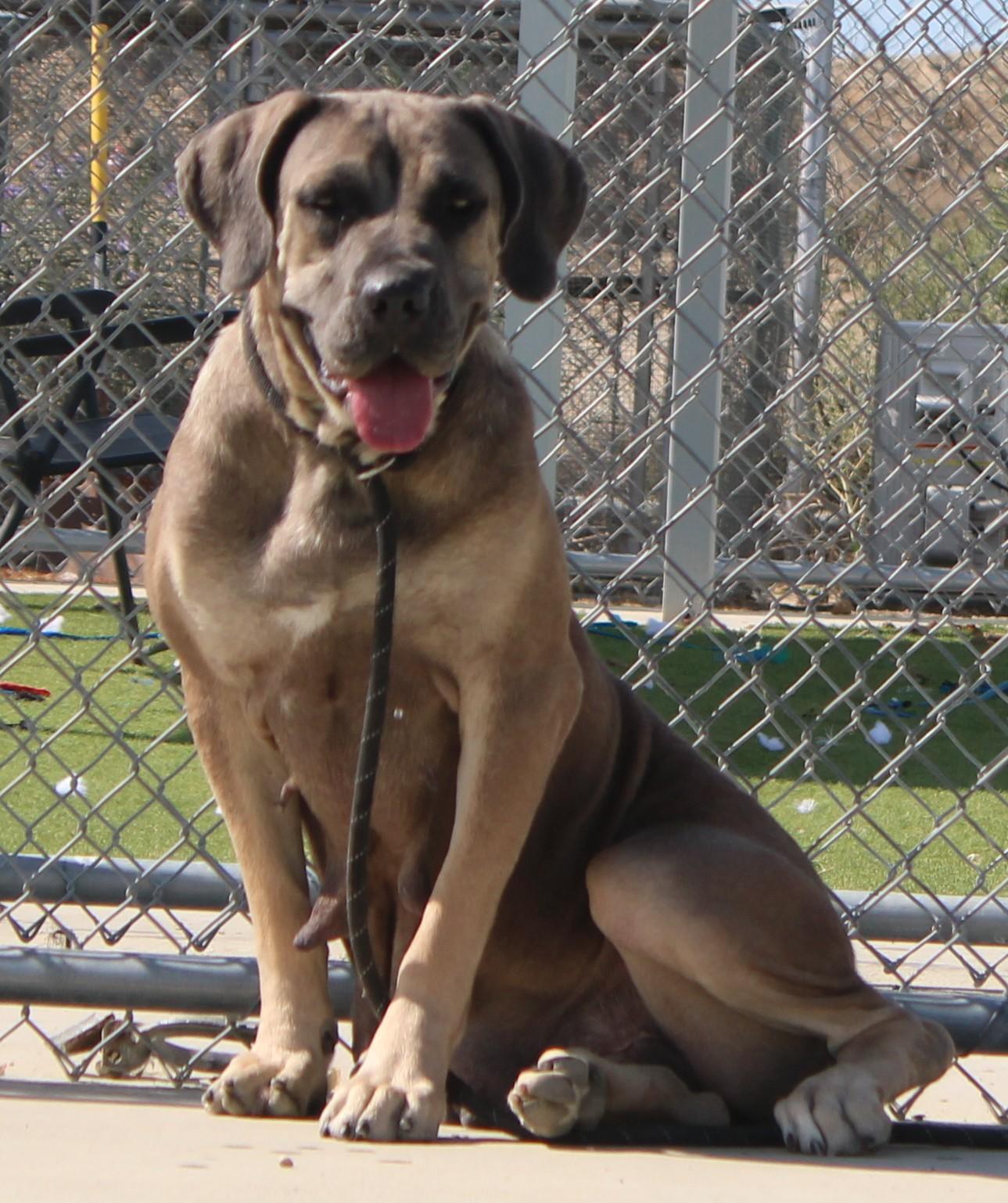 Avalon, ADOPTABLE, Adult Female Mastiff.