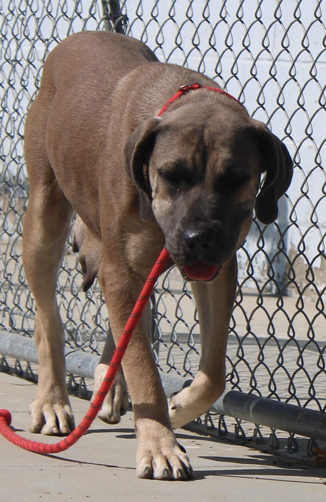 Avalon, a ADOPTABLE mixed breed in Wasco, CA image 5/6