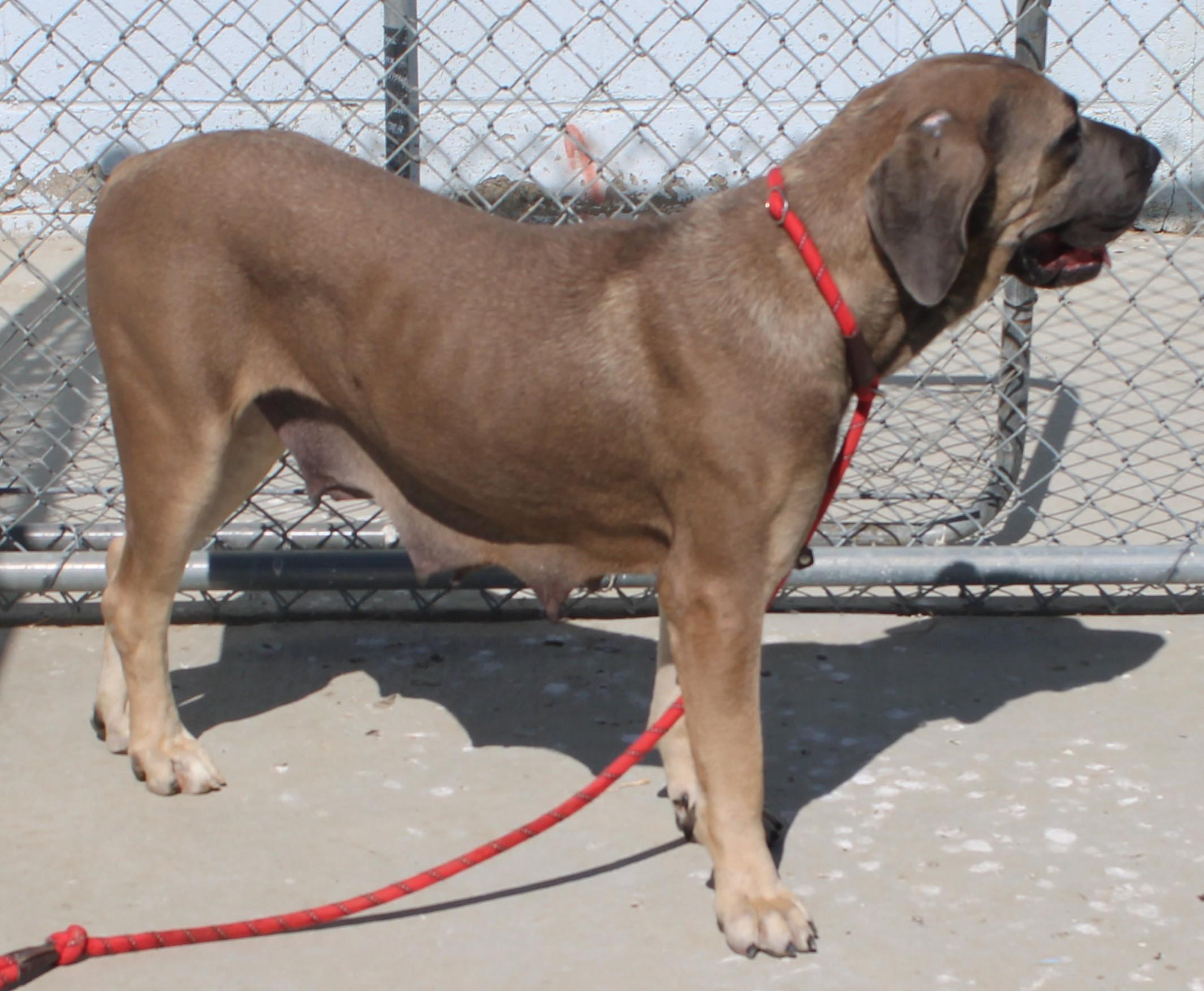 Avalon, a ADOPTABLE mixed breed in Wasco, CA image 3/6