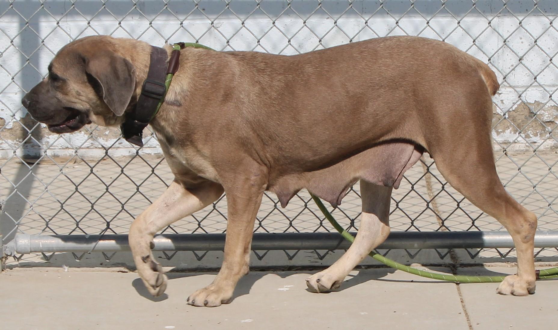 Enlarge Avalon, a ADOPTABLE mixed breed in Wasco, CA image 2/5