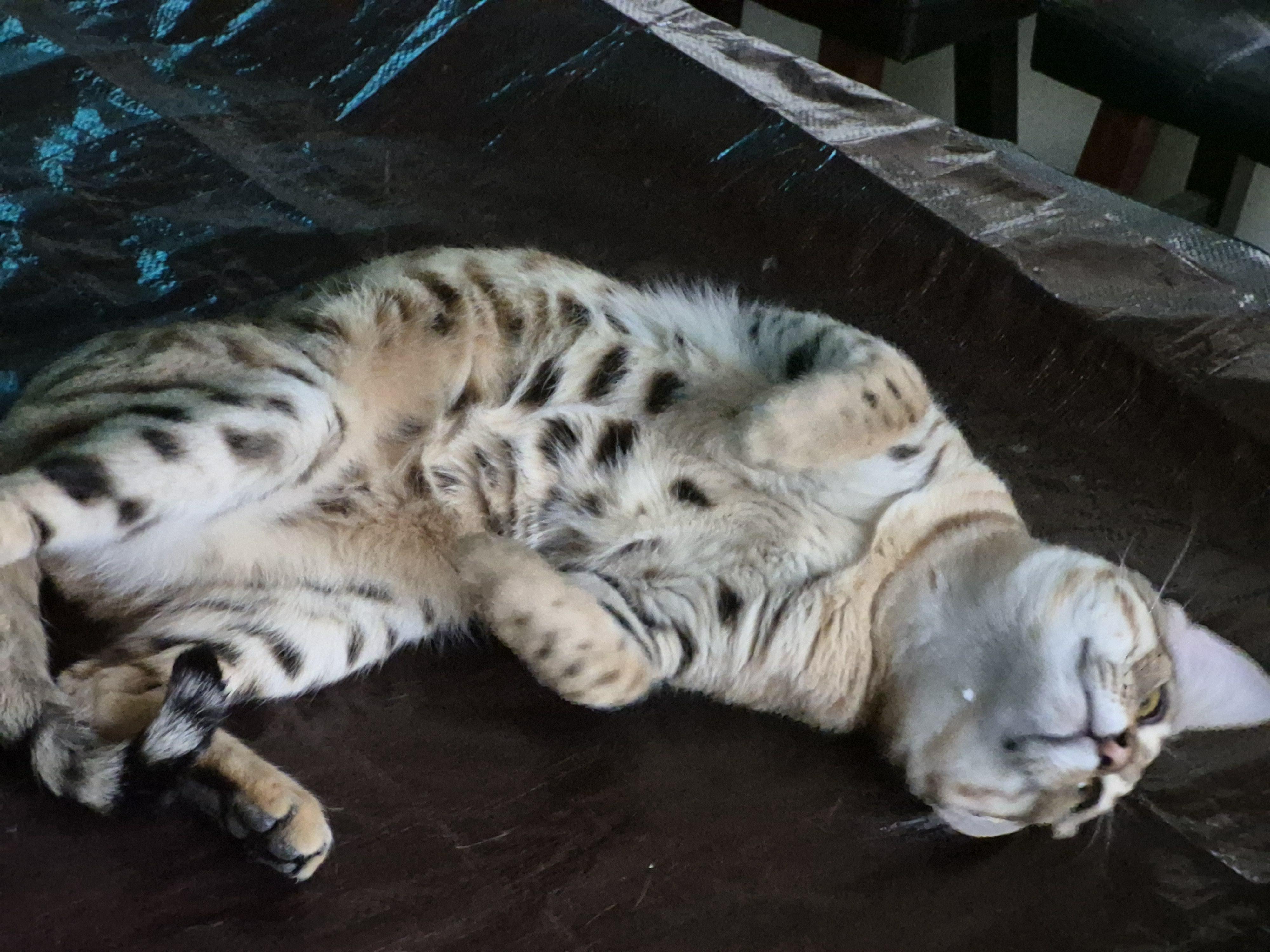 Kito, a ADOPTABLE mixed breed in Aurora, IL image 3/4