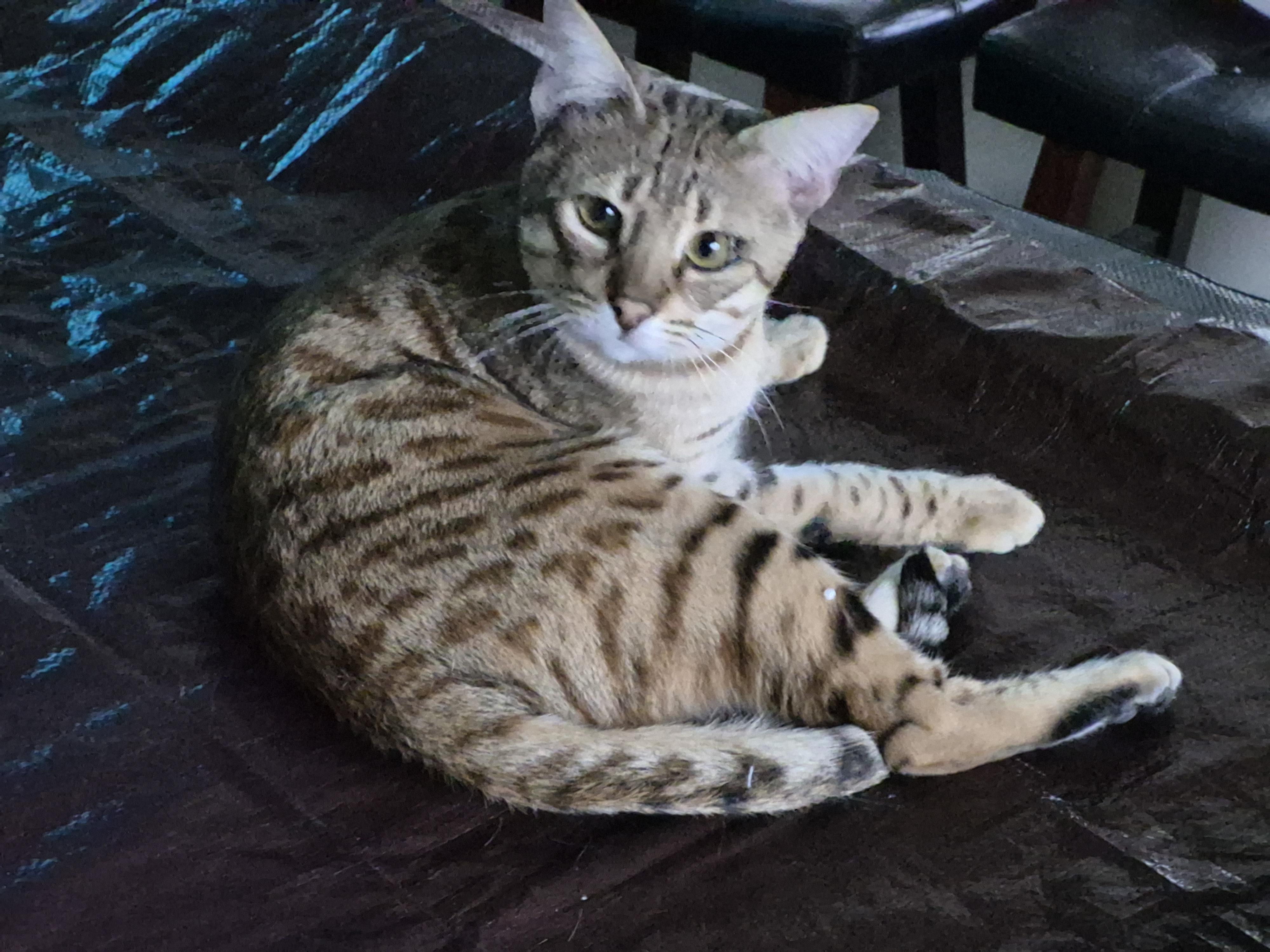 Kito, ADOPTABLE, Young Male Savannah.