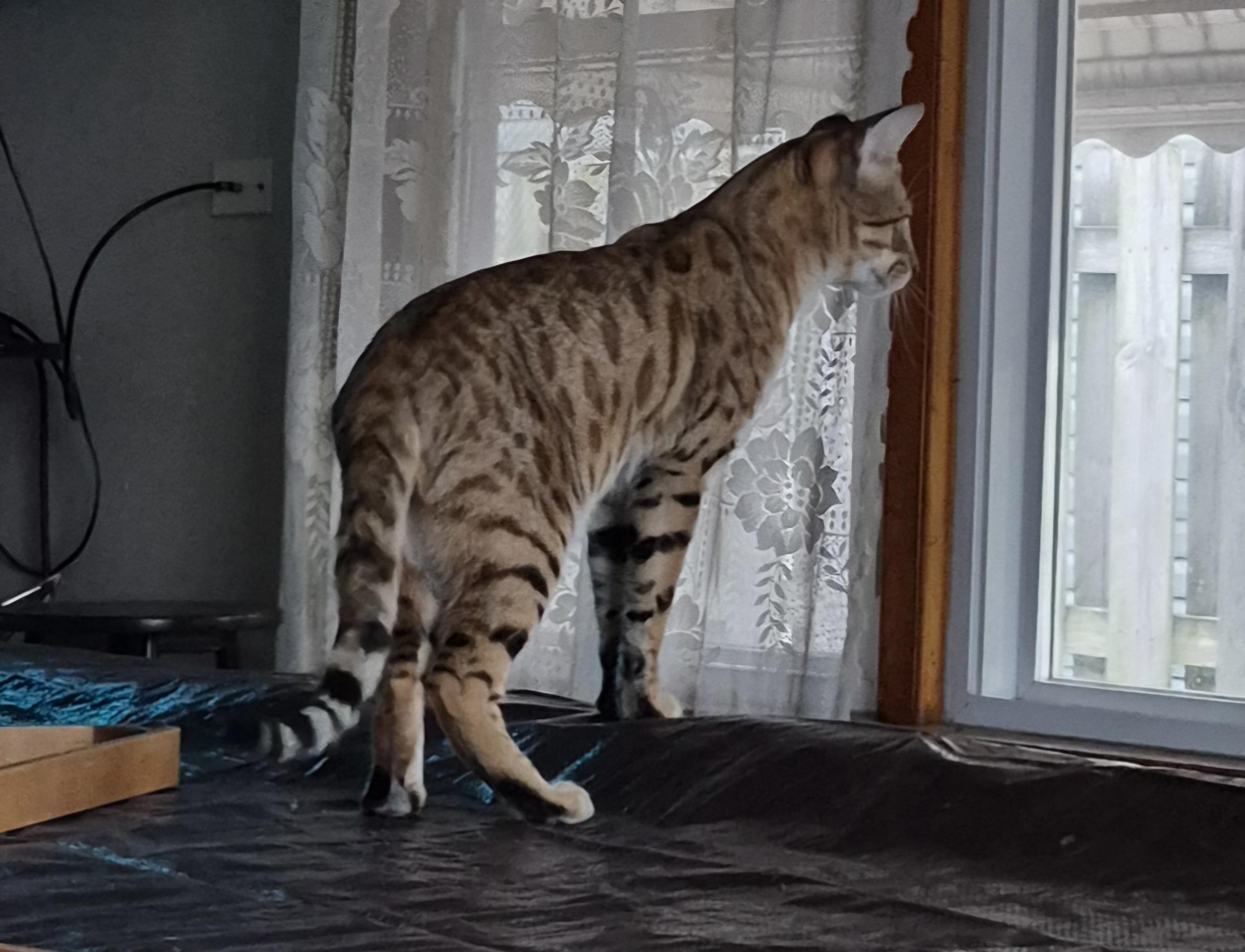 Kito, a ADOPTABLE mixed breed in Aurora, IL image 2/4