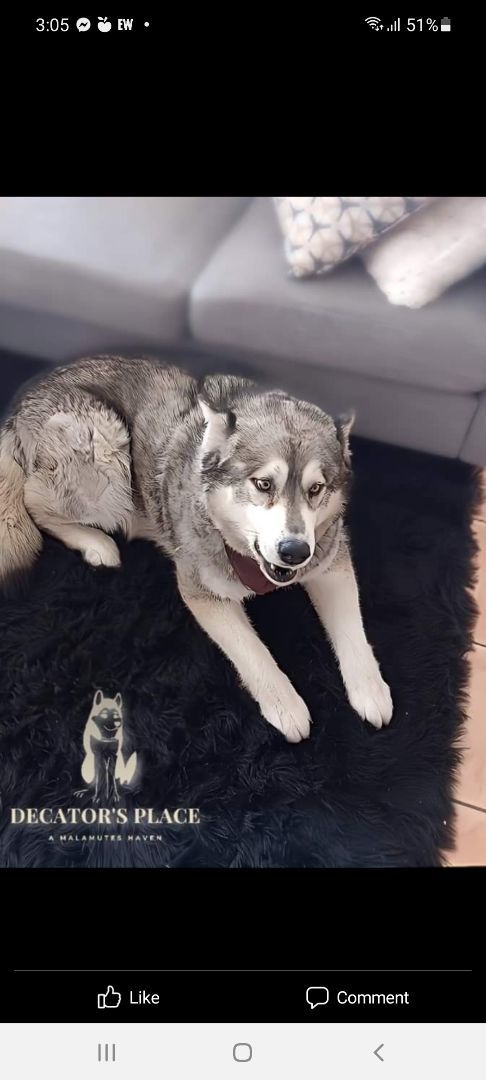 Beau, a Adoptable Alaskan Malamute image 3/4