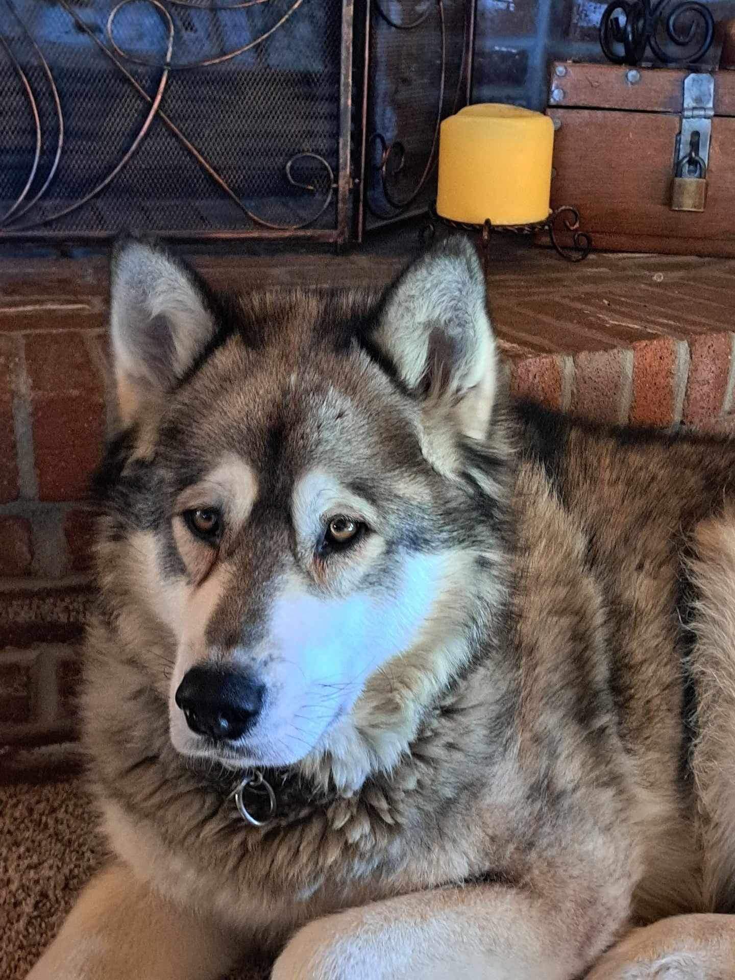 Beau, a Adoptable Alaskan Malamute image 1/4