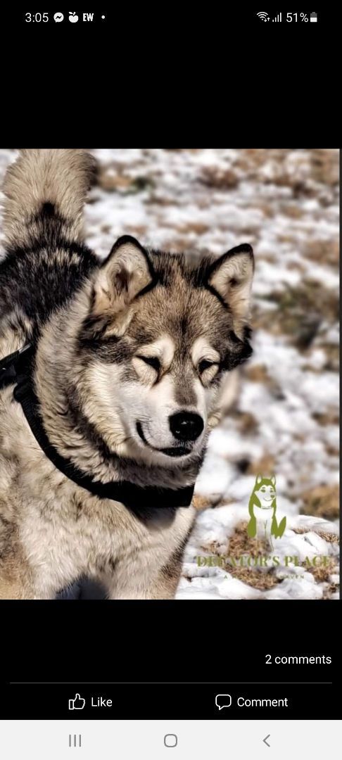 Beau, a Adoptable Alaskan Malamute image 2/4