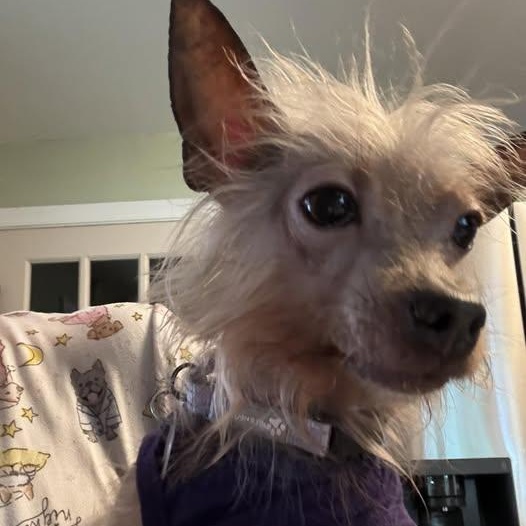 Zsa Zsa