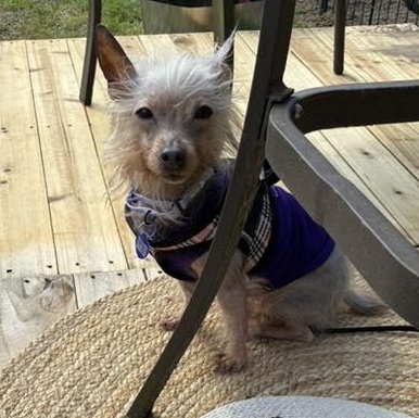 Zsa Zsa
