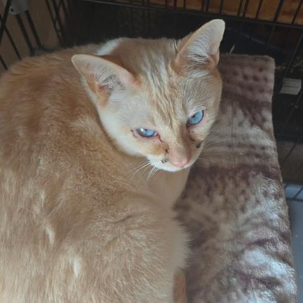 Artimes, Adoptable, Adult Male Siamese & Domestic Short Hair.