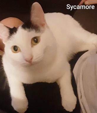 Sycamore J, Adoptable, Young Male Domestic Short Hair.