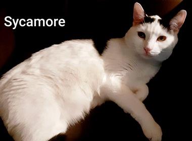 Enlarge Sycamore J, a Adoptable Domestic Short Hair in Fair Oaks, CA image 2/2