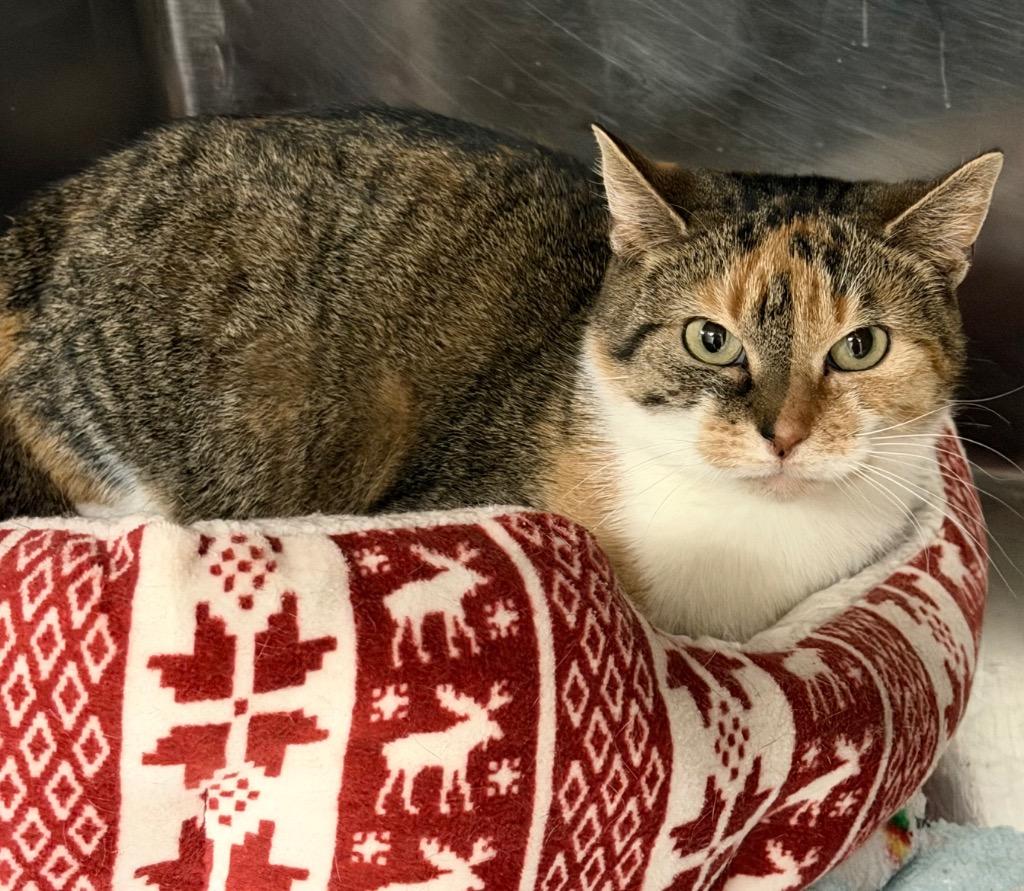 Enlarge Carol, a Adoptable mixed breed in Lima, OH image 1/1