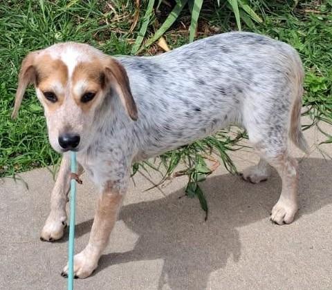Enlarge Pepper, a ADOPTABLE Beagle in Dixon, IL image 1/1