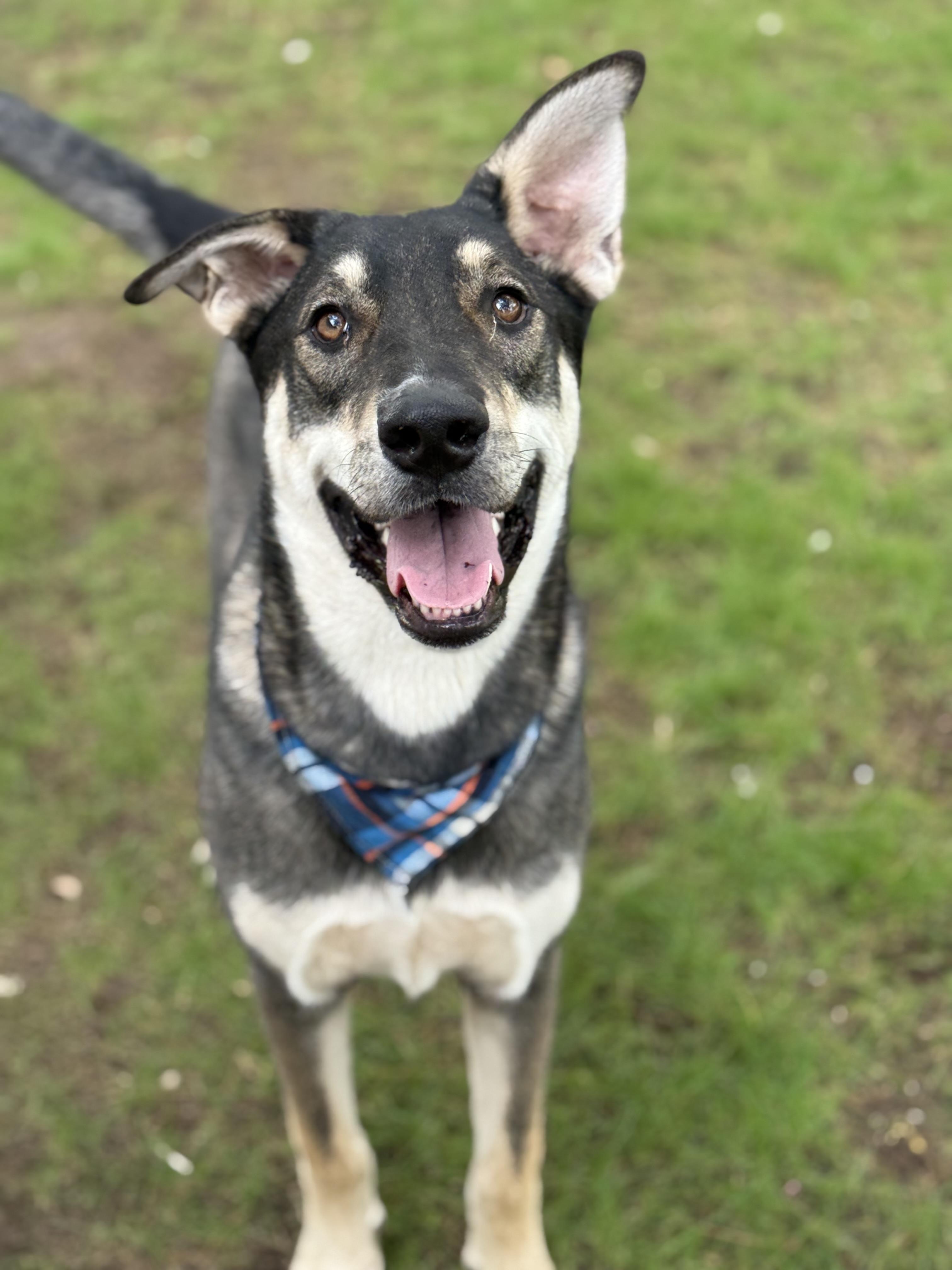 Enlarge Berry, a ADOPTABLE mixed breed in Phoenix, AZ image 3/4
