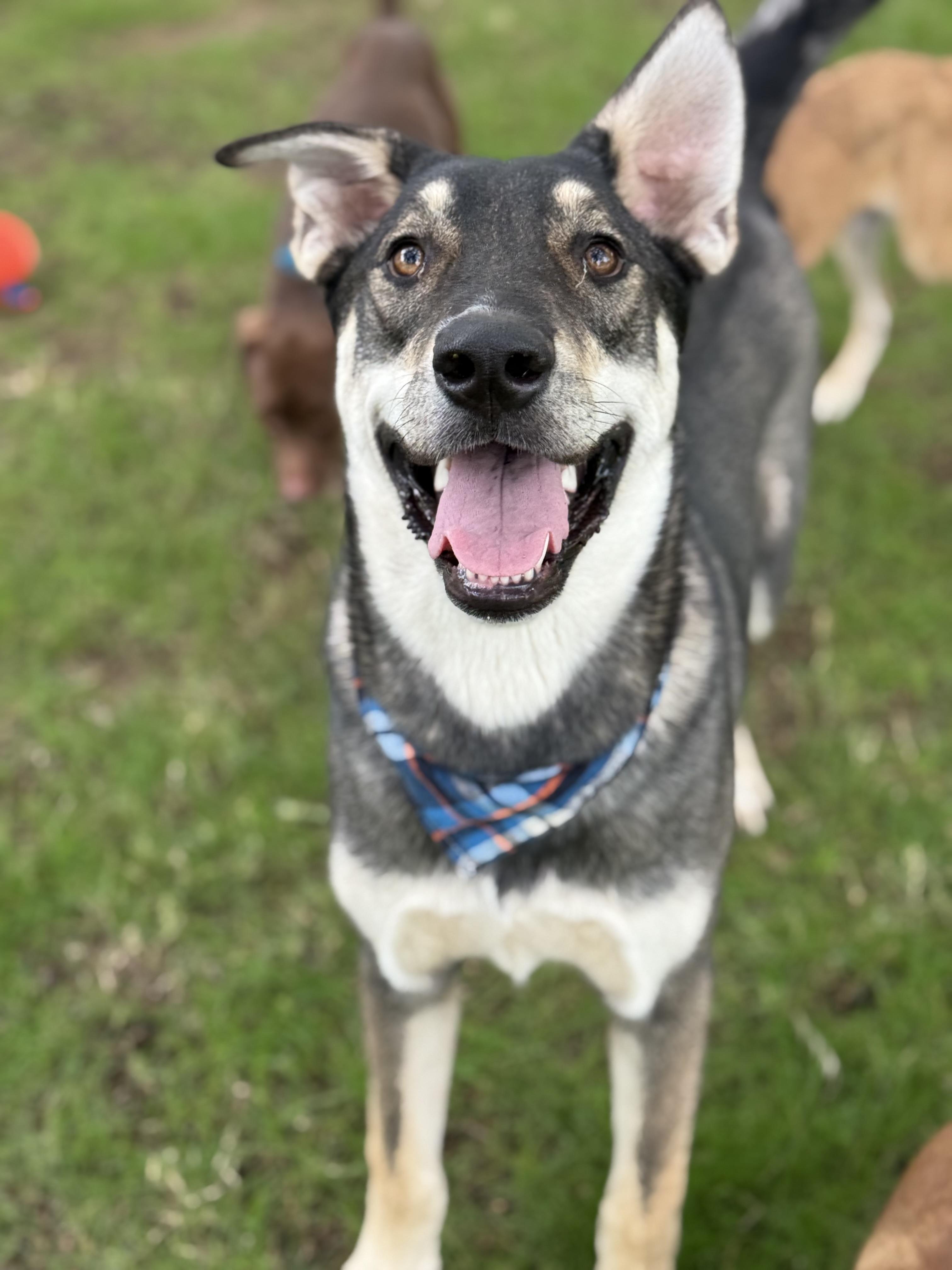 Enlarge Berry, a ADOPTABLE mixed breed in Phoenix, AZ image 4/4
