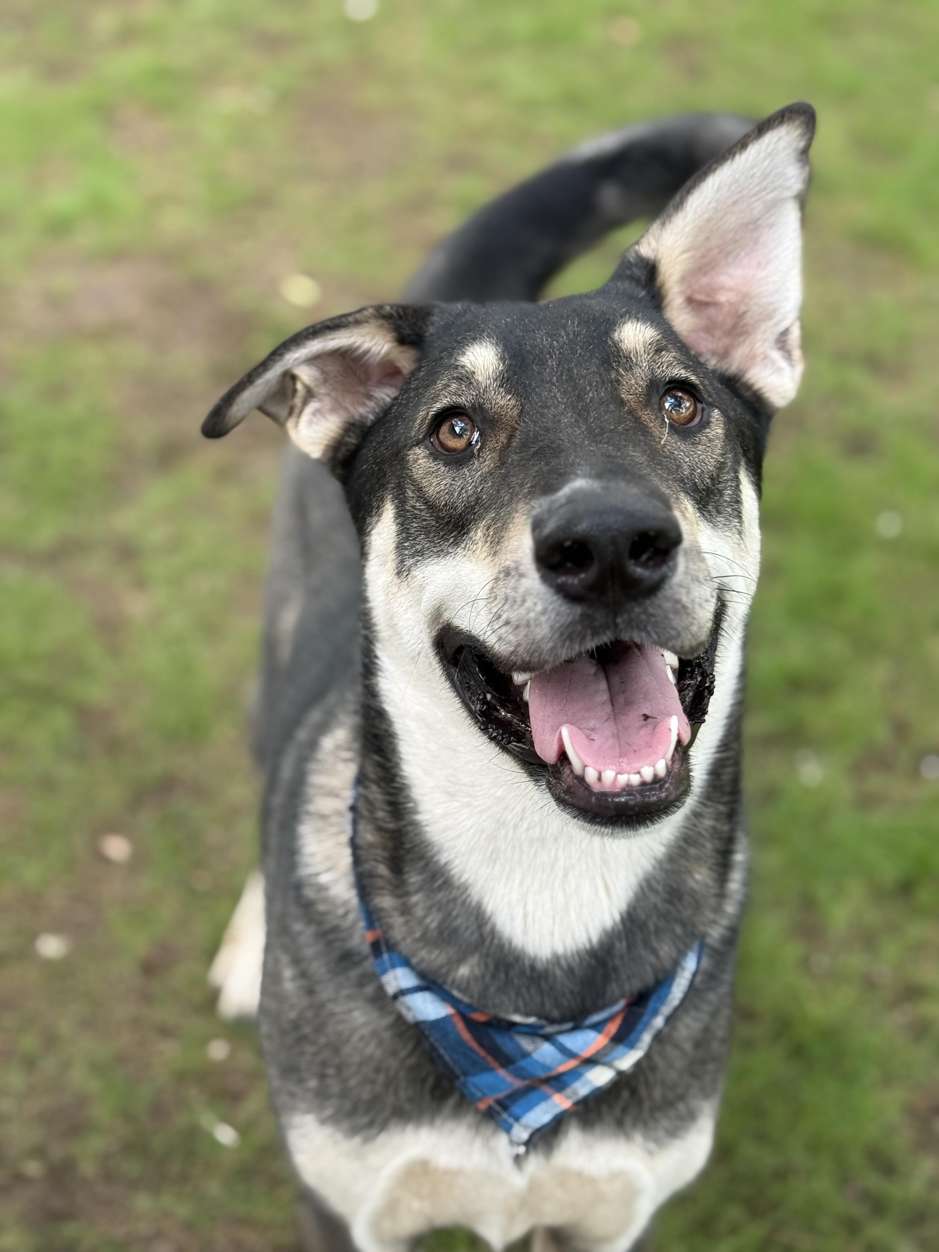 Enlarge Berry, a ADOPTABLE mixed breed in Phoenix, AZ image 1/4
