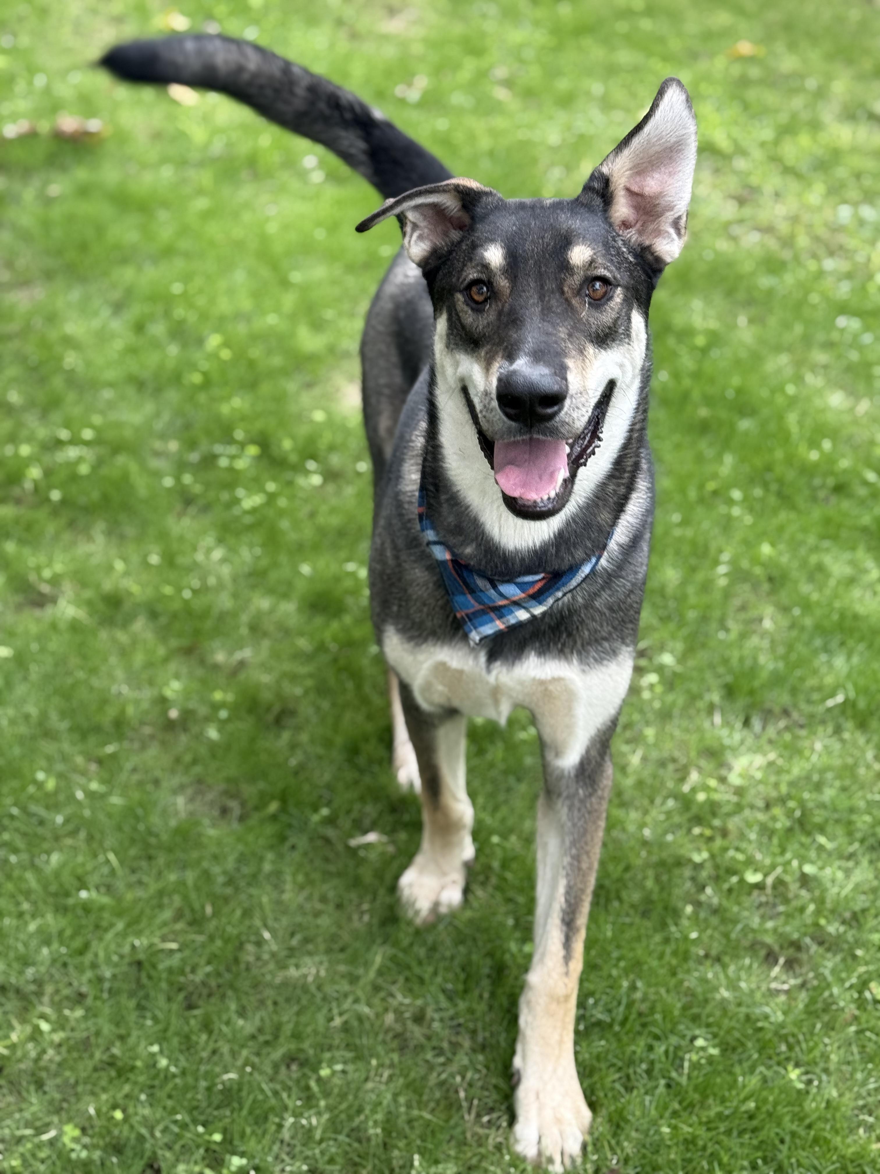 Enlarge Berry, a ADOPTABLE mixed breed in Phoenix, AZ image 2/4