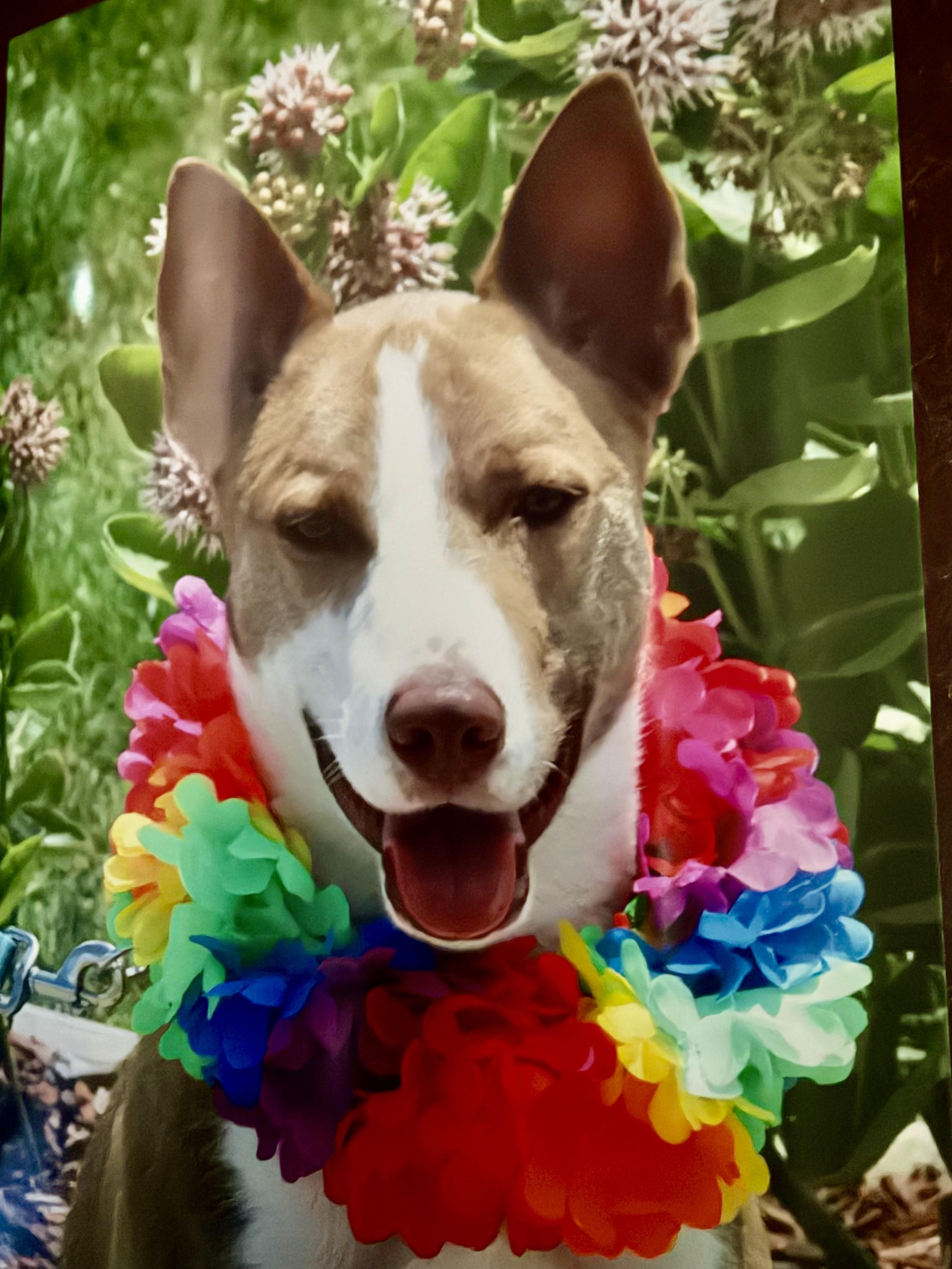 Enlarge Kermie, a ADOPTABLE mixed breed in Hutchinson, KS image 1/1
