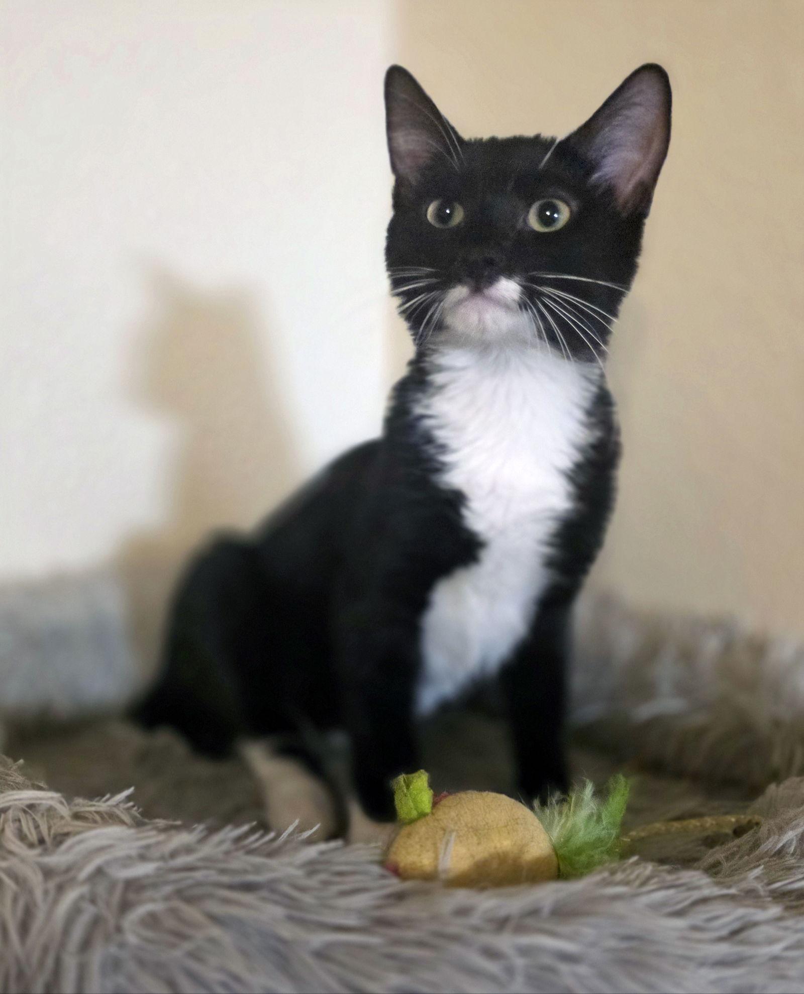 Lionhead, Adopted, Kitten Male Domestic Short Hair.