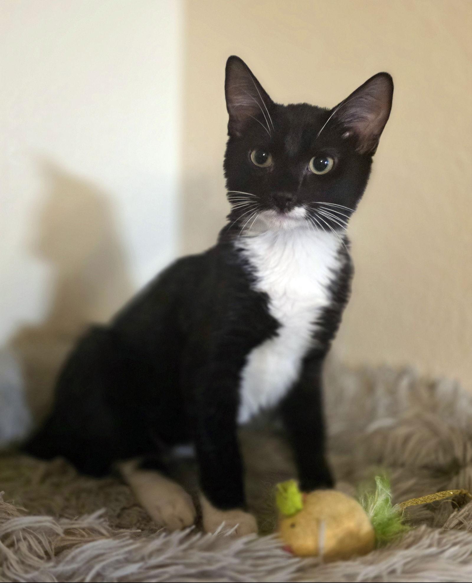 Enlarge Lionhead, a Adopted Domestic Short Hair in Mission Viejo, CA image 2/2