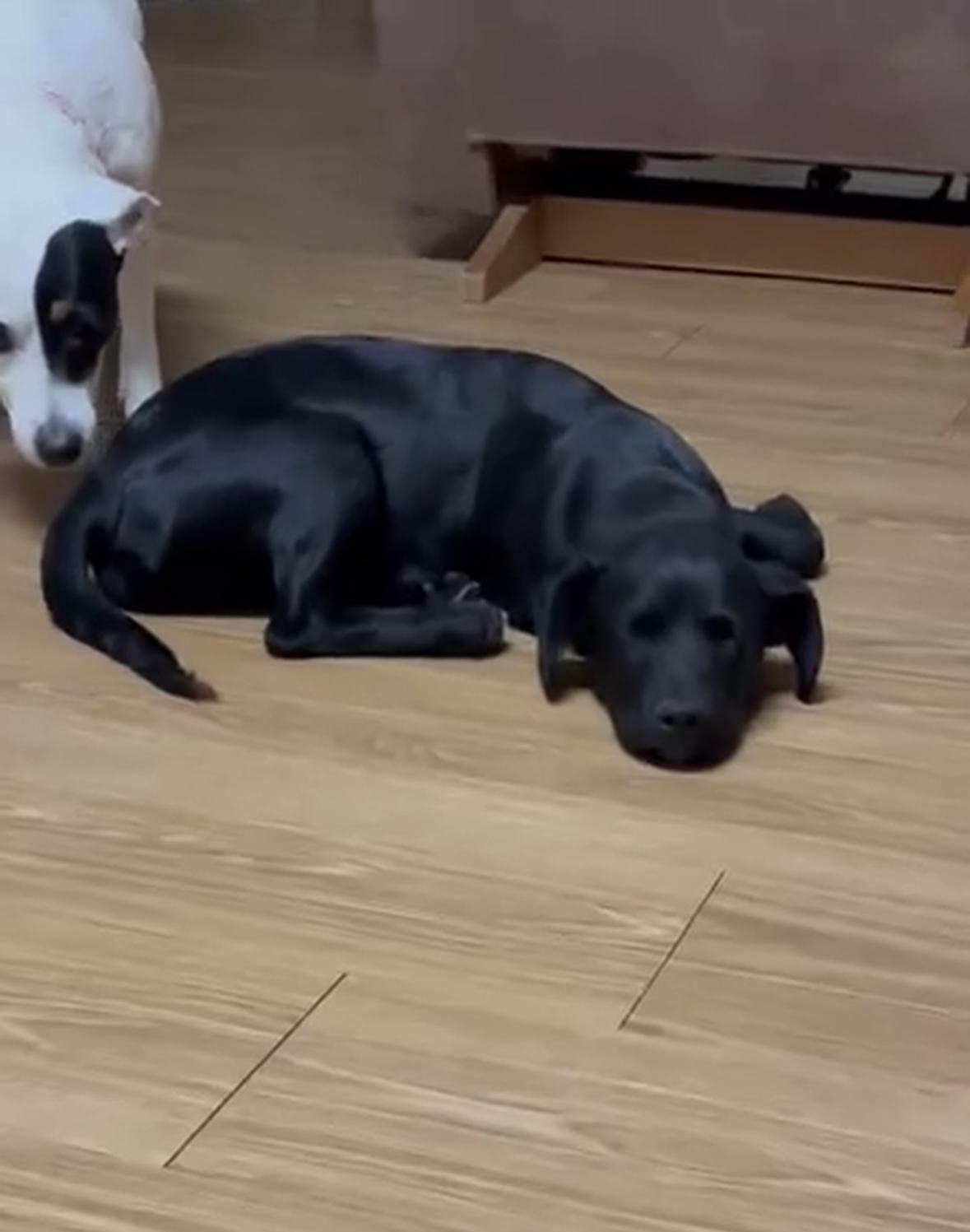 Enlarge Katie, an adopted mixed breed in Hillsdale, NY image 2/6