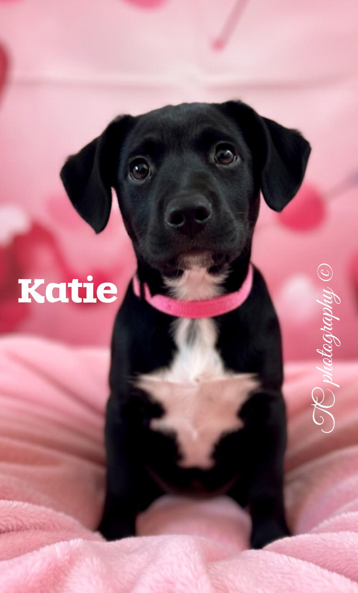 Enlarge Katie, an adopted mixed breed in Hillsdale, NY image 1/6