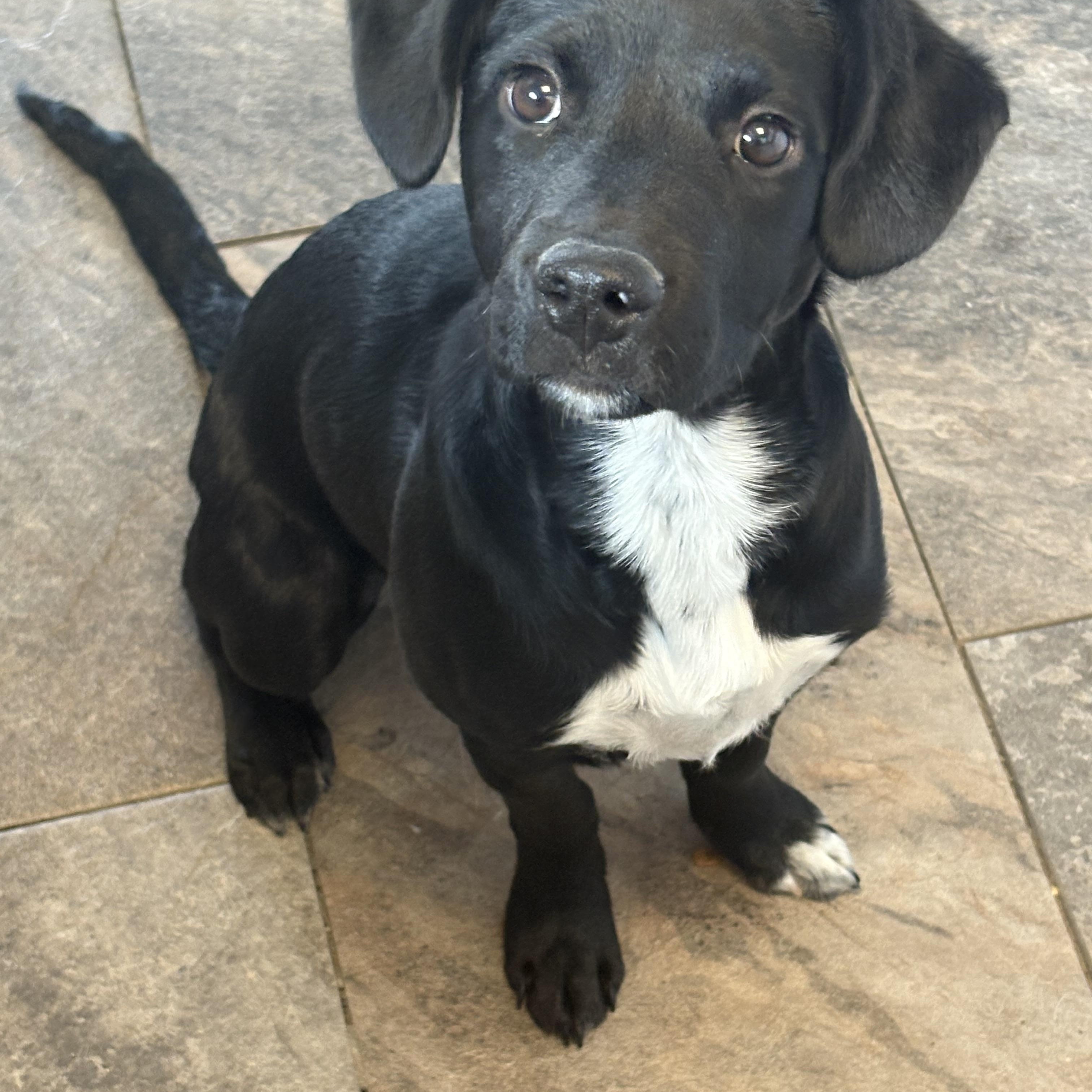 Enlarge Katie, an adopted mixed breed in Hillsdale, NY image 4/6