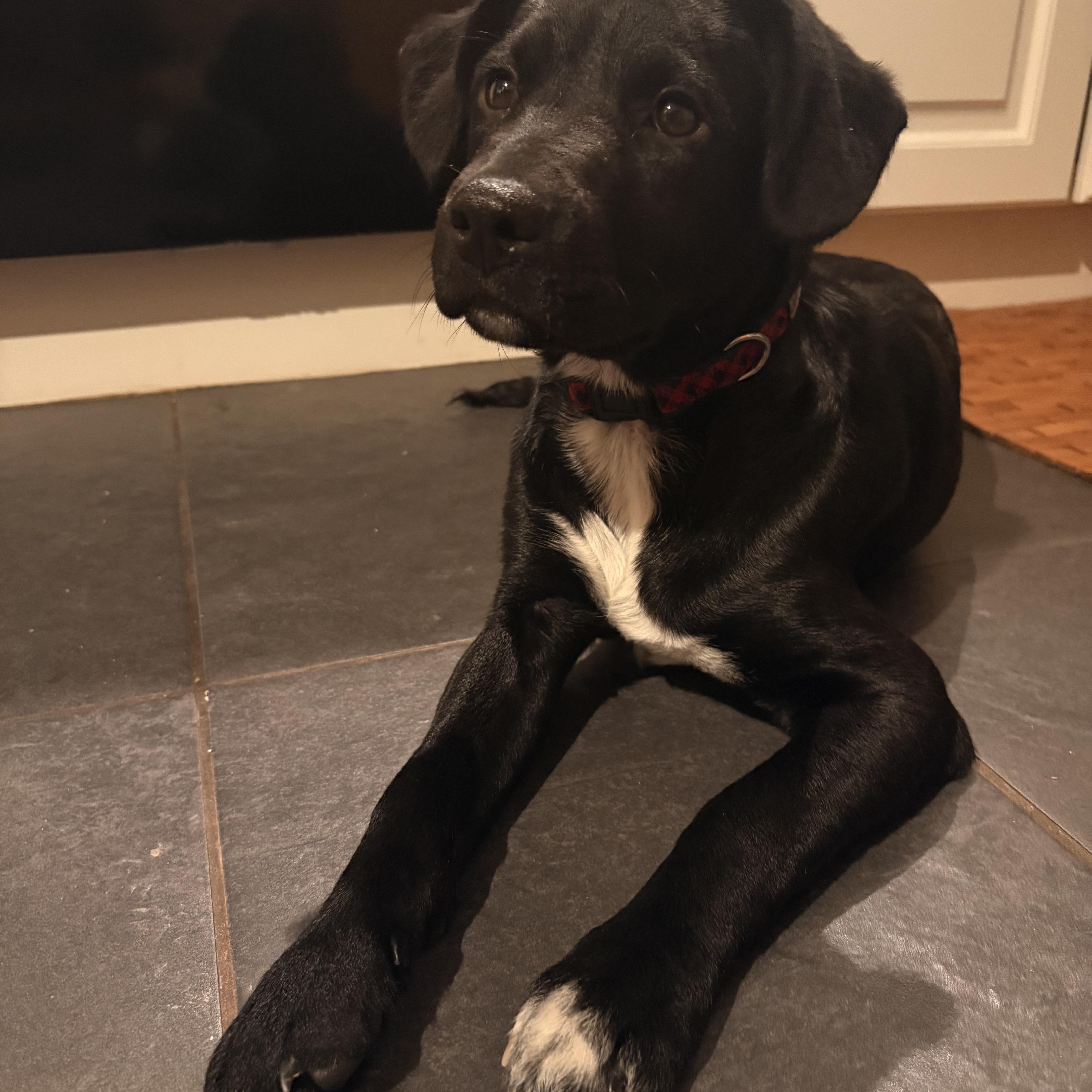 Enlarge Katie, an adopted mixed breed in Hillsdale, NY image 6/6