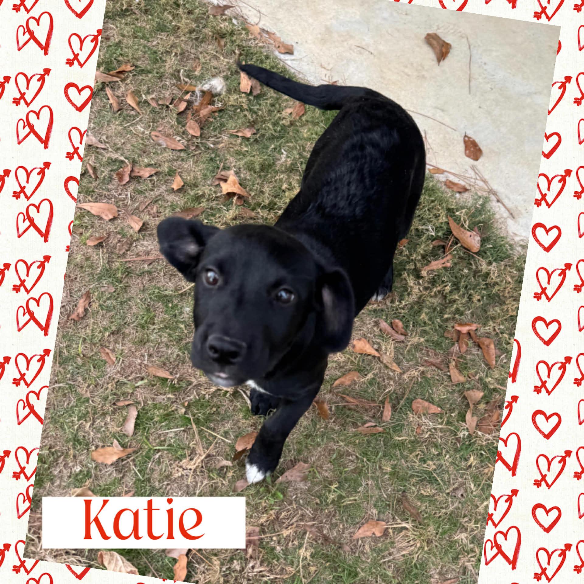 Katie, ADOPTABLE, Puppy Female Labrador Retriever.