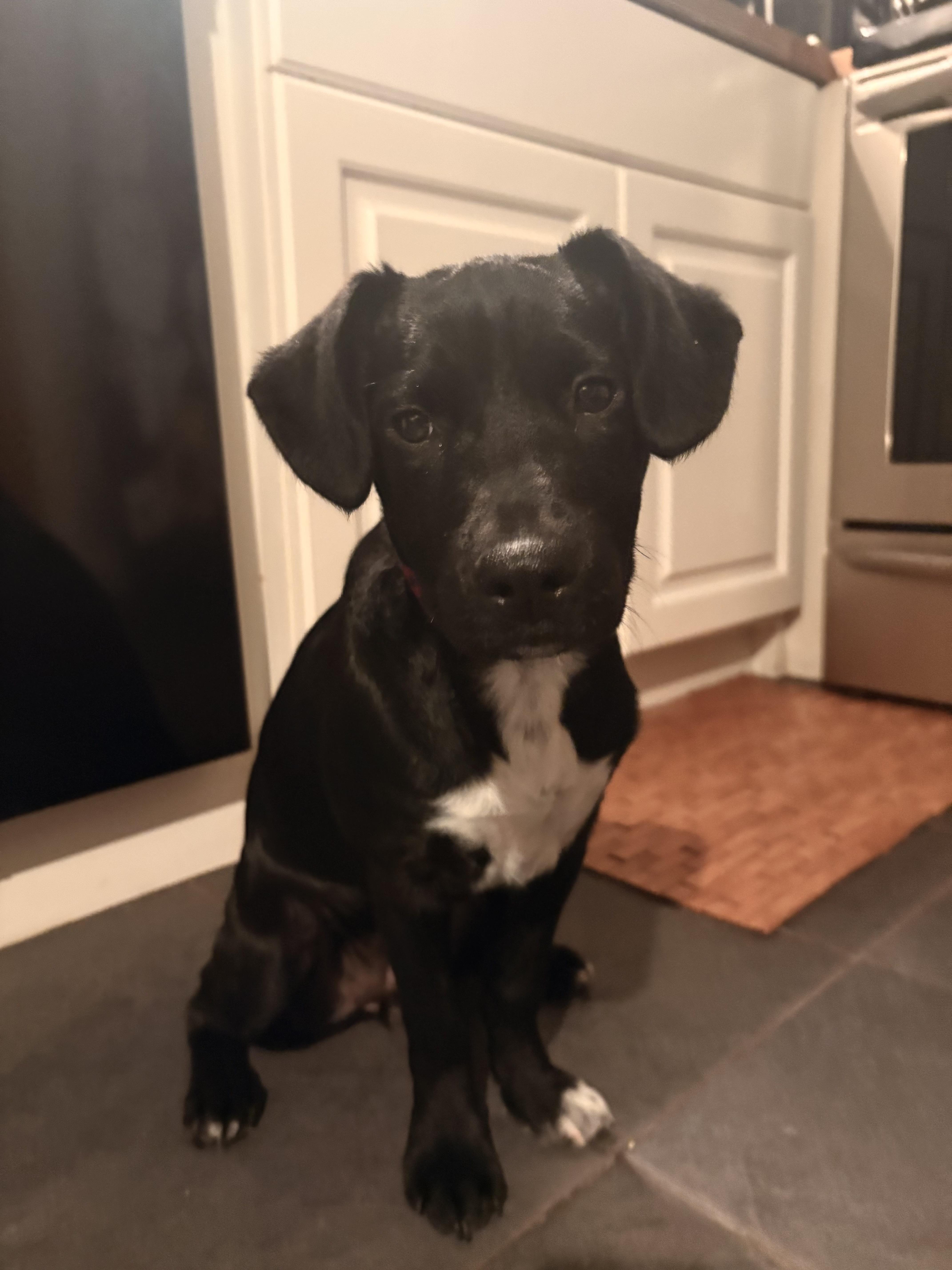 Enlarge Katie, an adopted mixed breed in Hillsdale, NY image 3/6