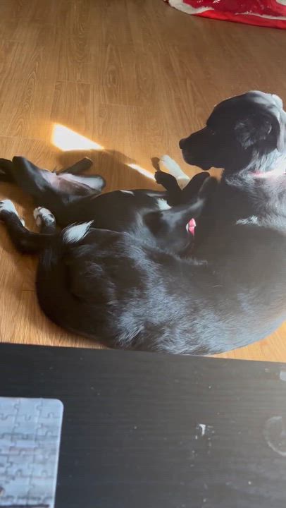 Enlarge Katie, an adopted mixed breed in Hillsdale, NY video 5/6