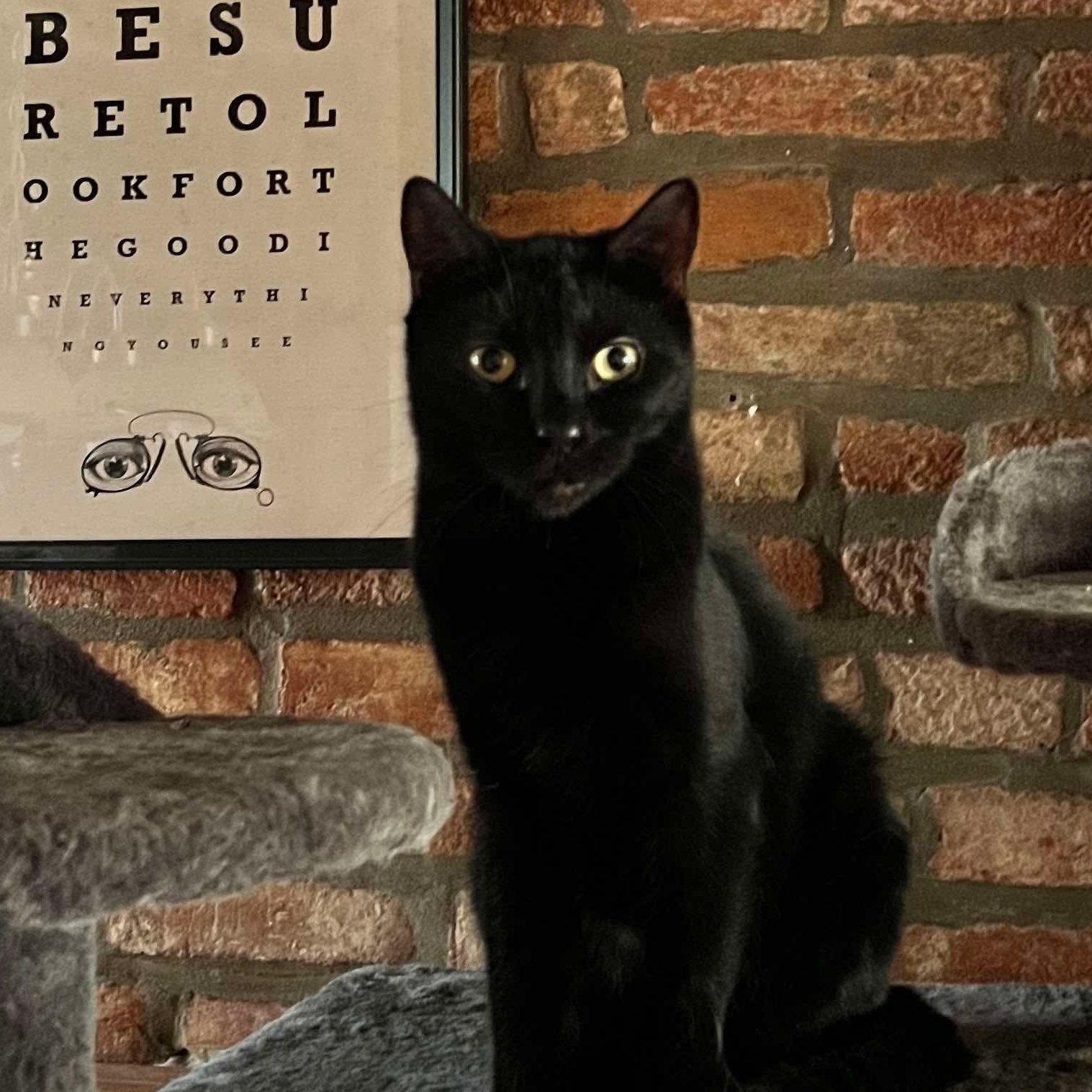 Enlarge Sly, a Adoptable Domestic Short Hair in Philadelphia, PA image 1/4