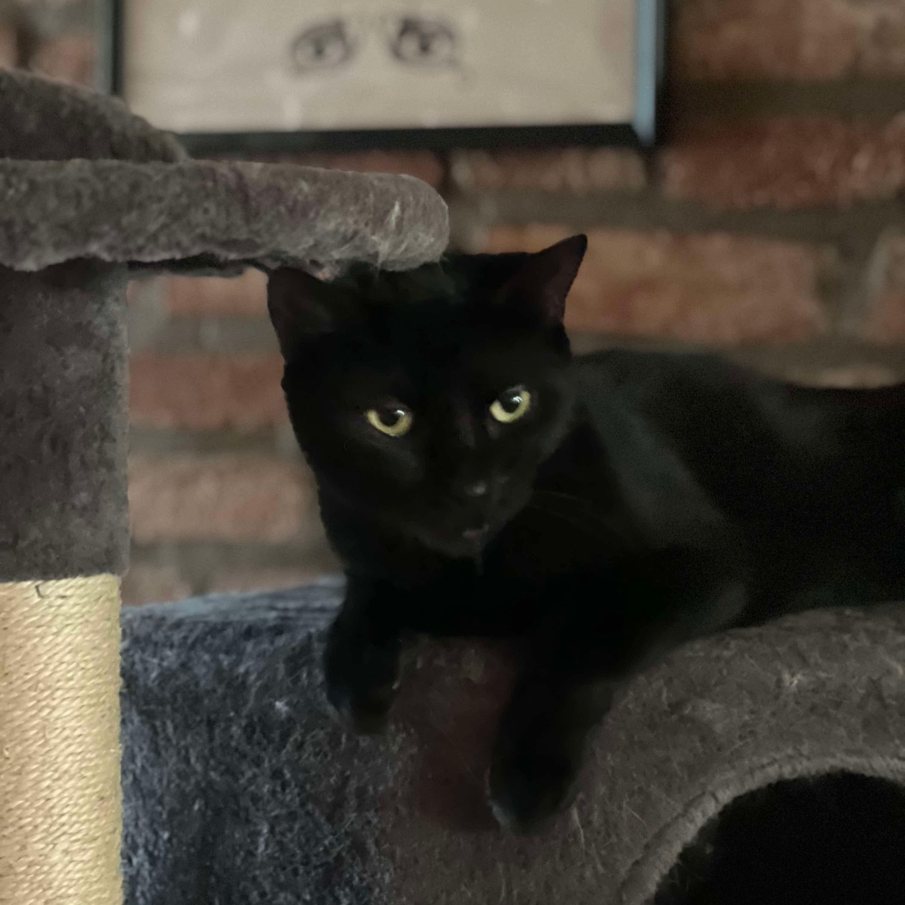 Enlarge Sly, a Adoptable Domestic Short Hair in Philadelphia, PA image 4/4