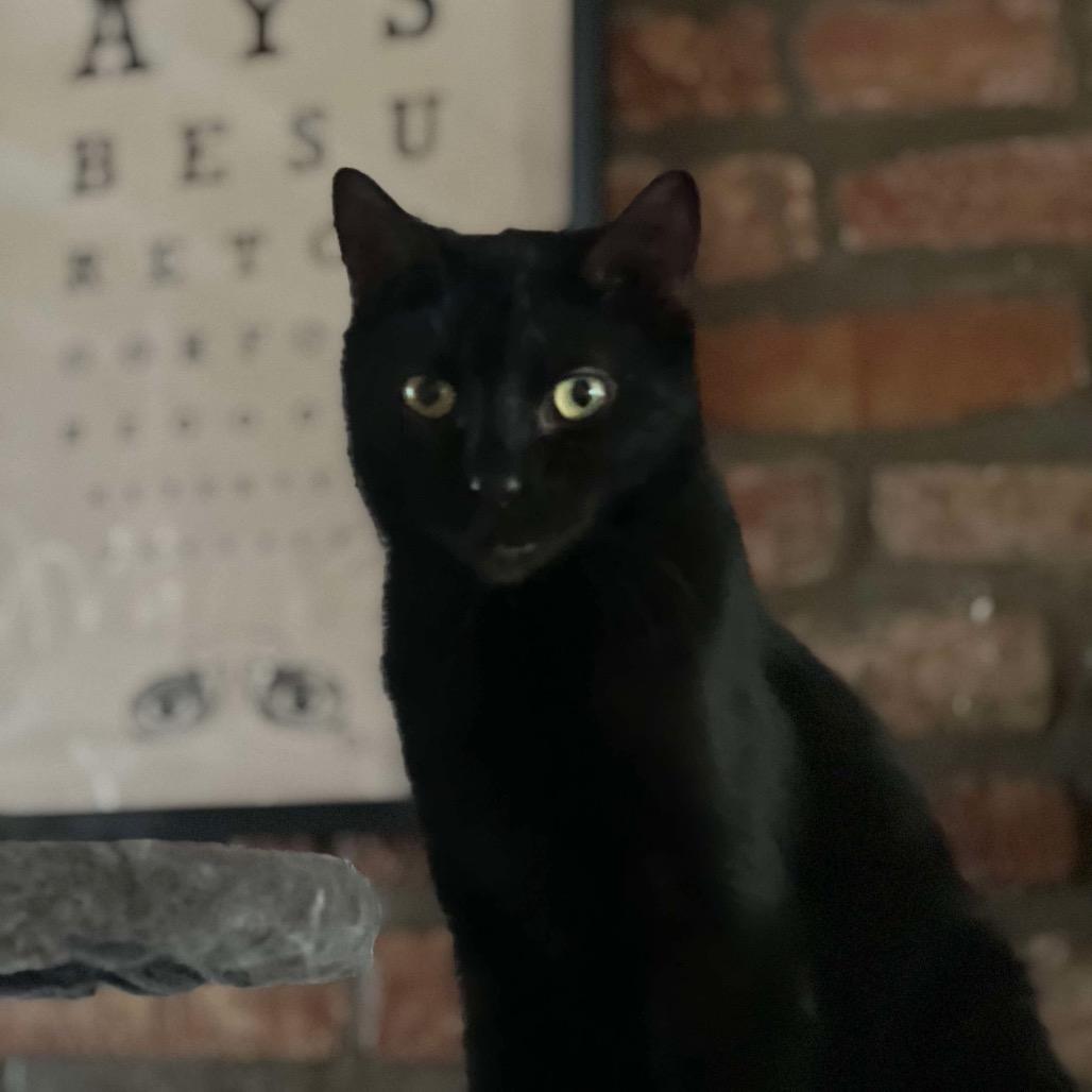 Sly, Adoptable, Adult Male Domestic Short Hair.