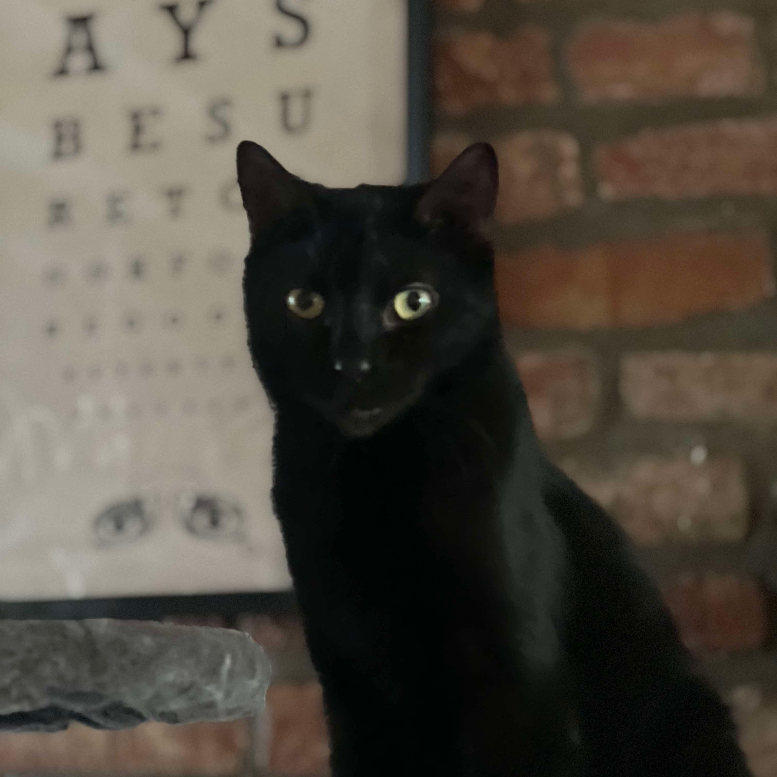 Enlarge Sly, a Adoptable Domestic Short Hair in Philadelphia, PA image 2/4