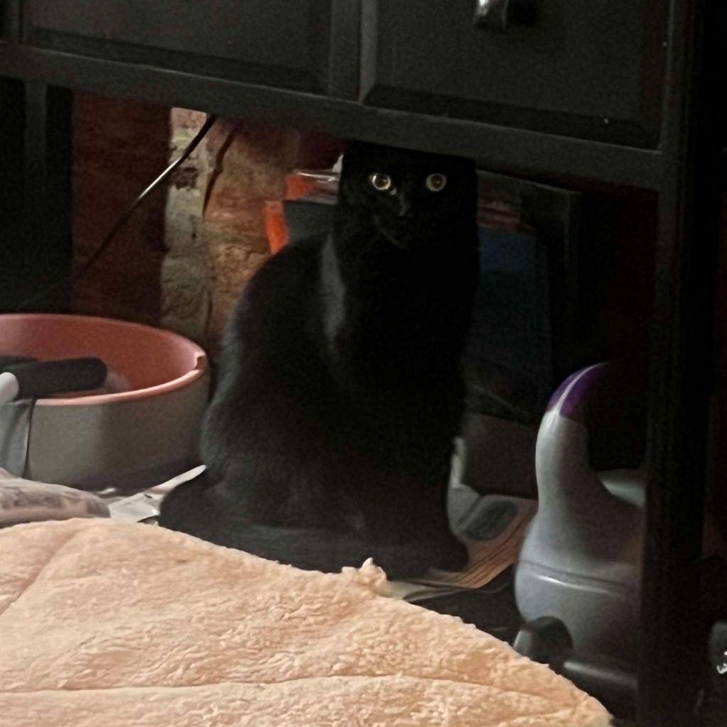 Enlarge Sly, a Adoptable Domestic Short Hair in Philadelphia, PA image 2/4