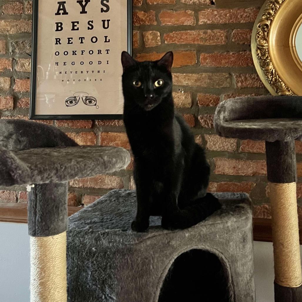 Enlarge Sly, a Adoptable Domestic Short Hair in Philadelphia, PA image 3/4